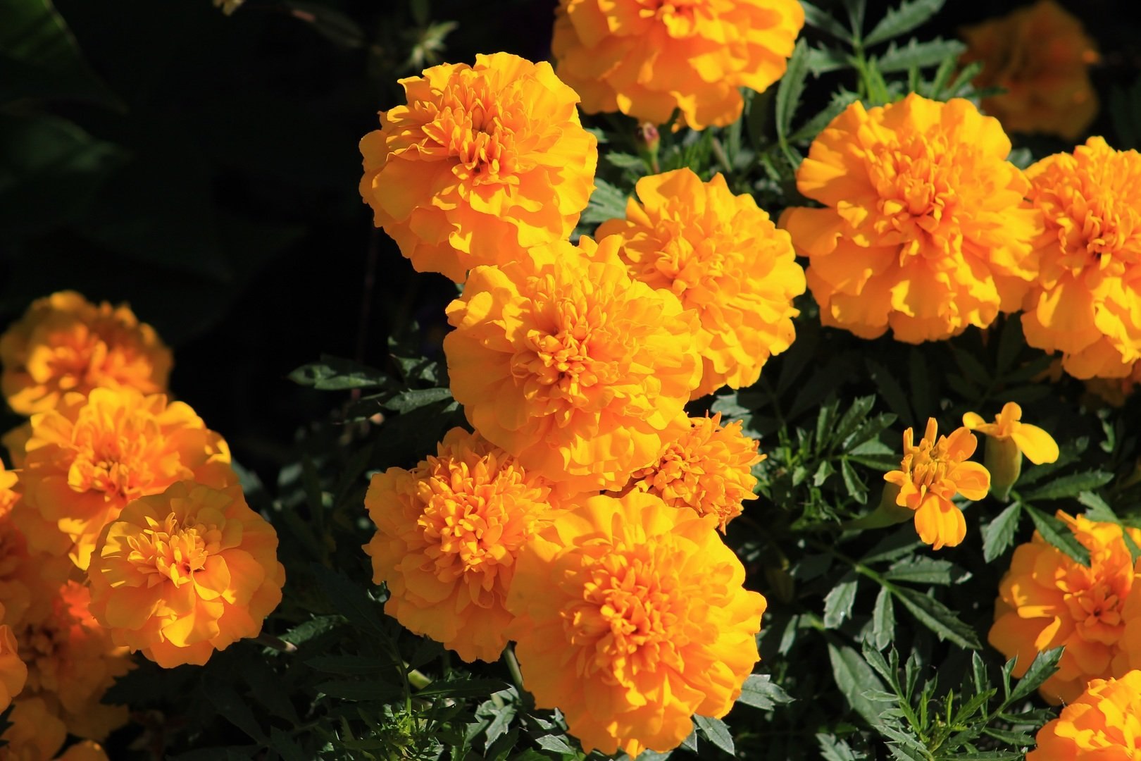 Примула Tagetes Orange