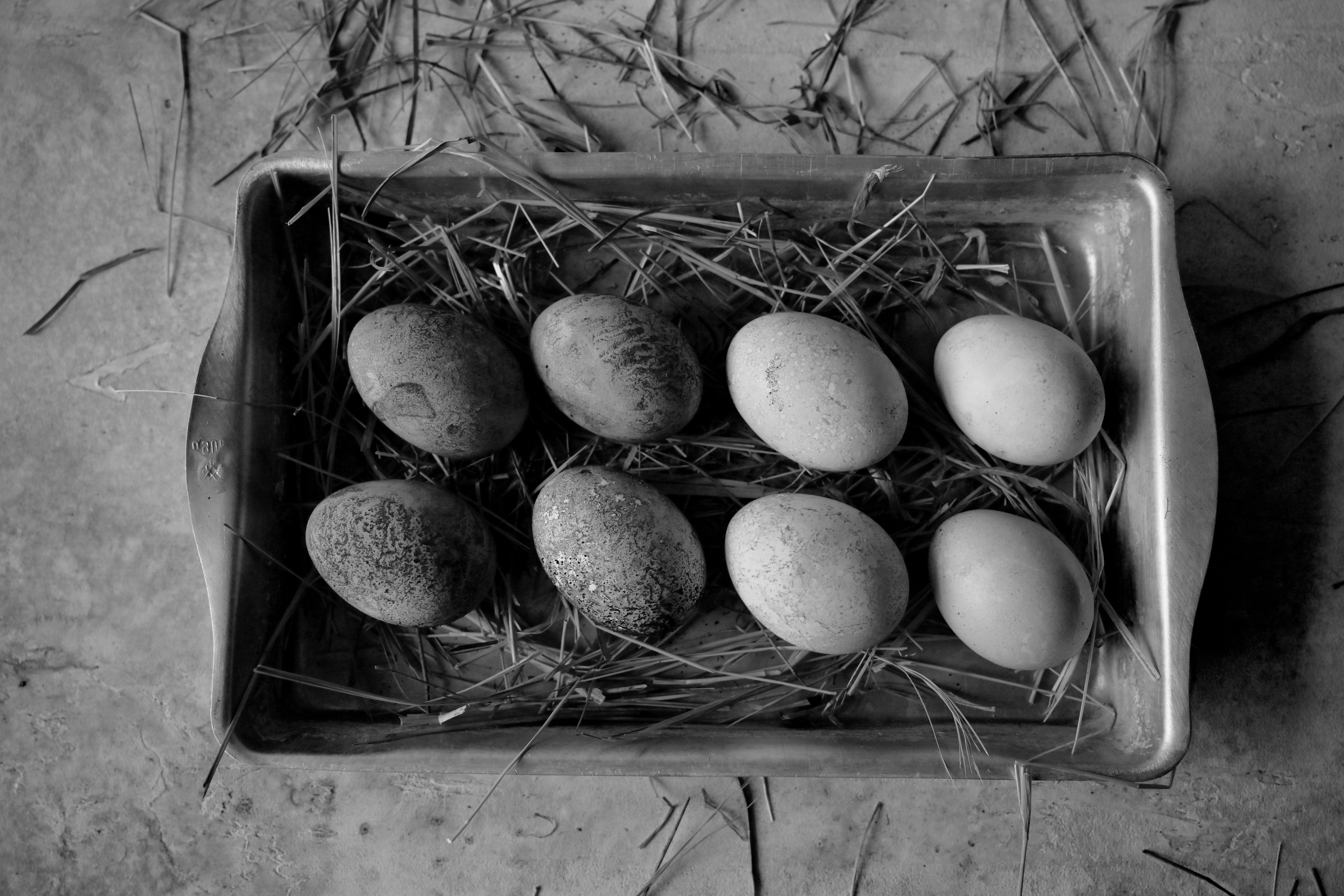 Яйца скворцов фото. Яйца скворца. Какие яйца у Скворцов. Домашние яйца с курочкой картинки.