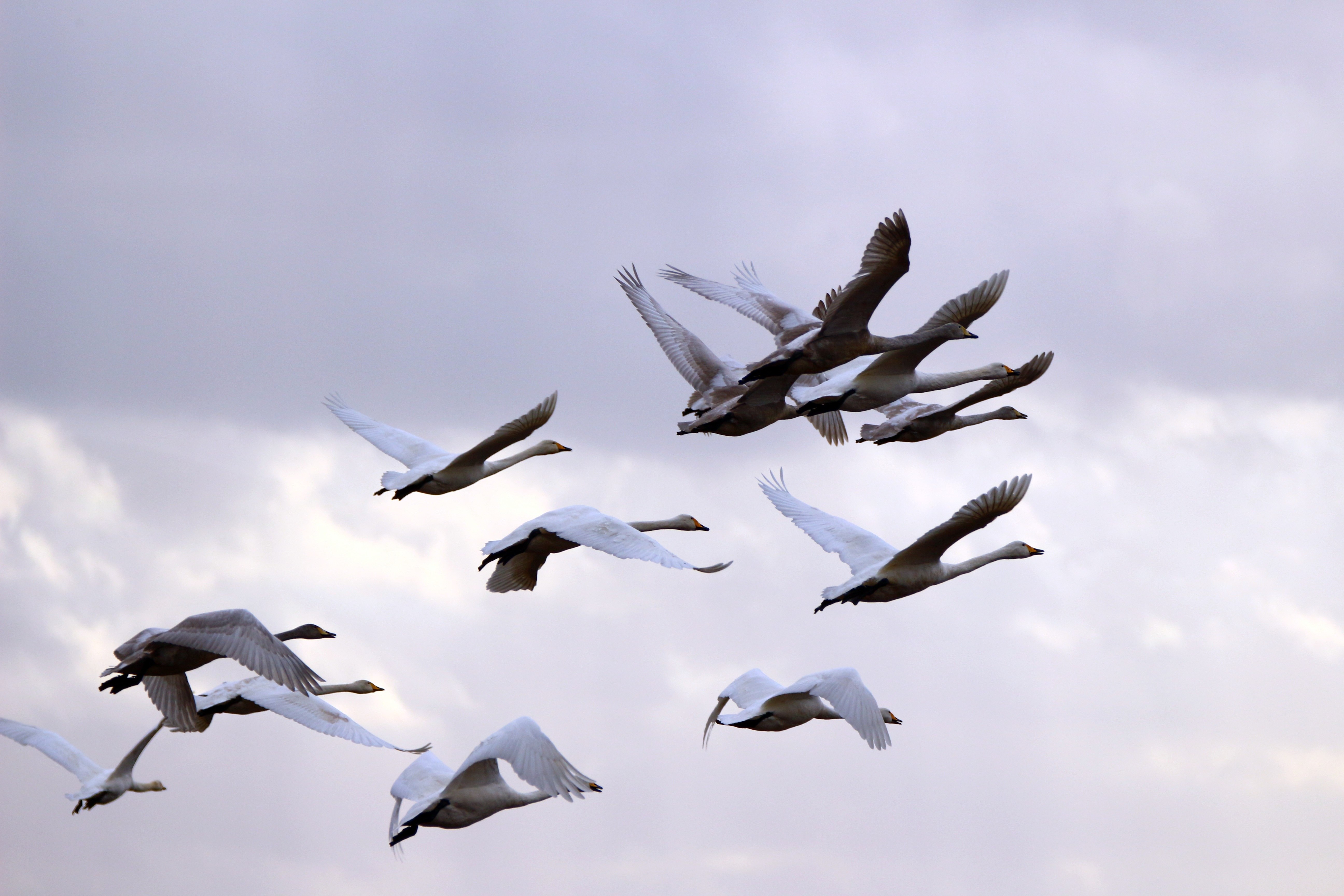 Фотографии перелетных птиц. Стая перелетных птиц. Миграция перелетных птиц. Стая лебедей. Перелетные птицы в полете.
