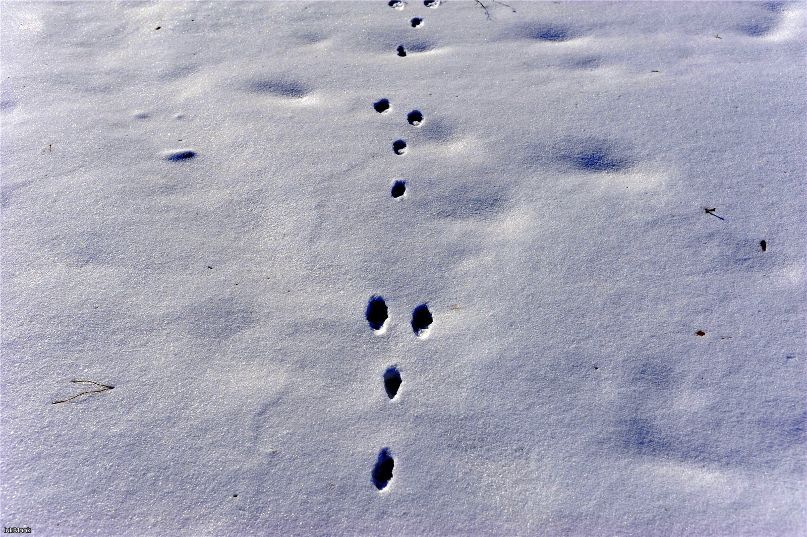 Вид заячьих следов. Следы зайца русака. Заячьи следы. Следы зайца беляка. Следы зайца русака на снегу.
