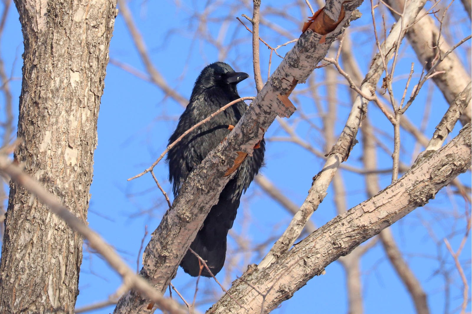 Гнездо вороны сороки. Гнездо вороны. Гнезда ворон. Гнездо черного ворона. Corvus Corone Linnaeus, 1758 – черная ворона в Благовещенске.