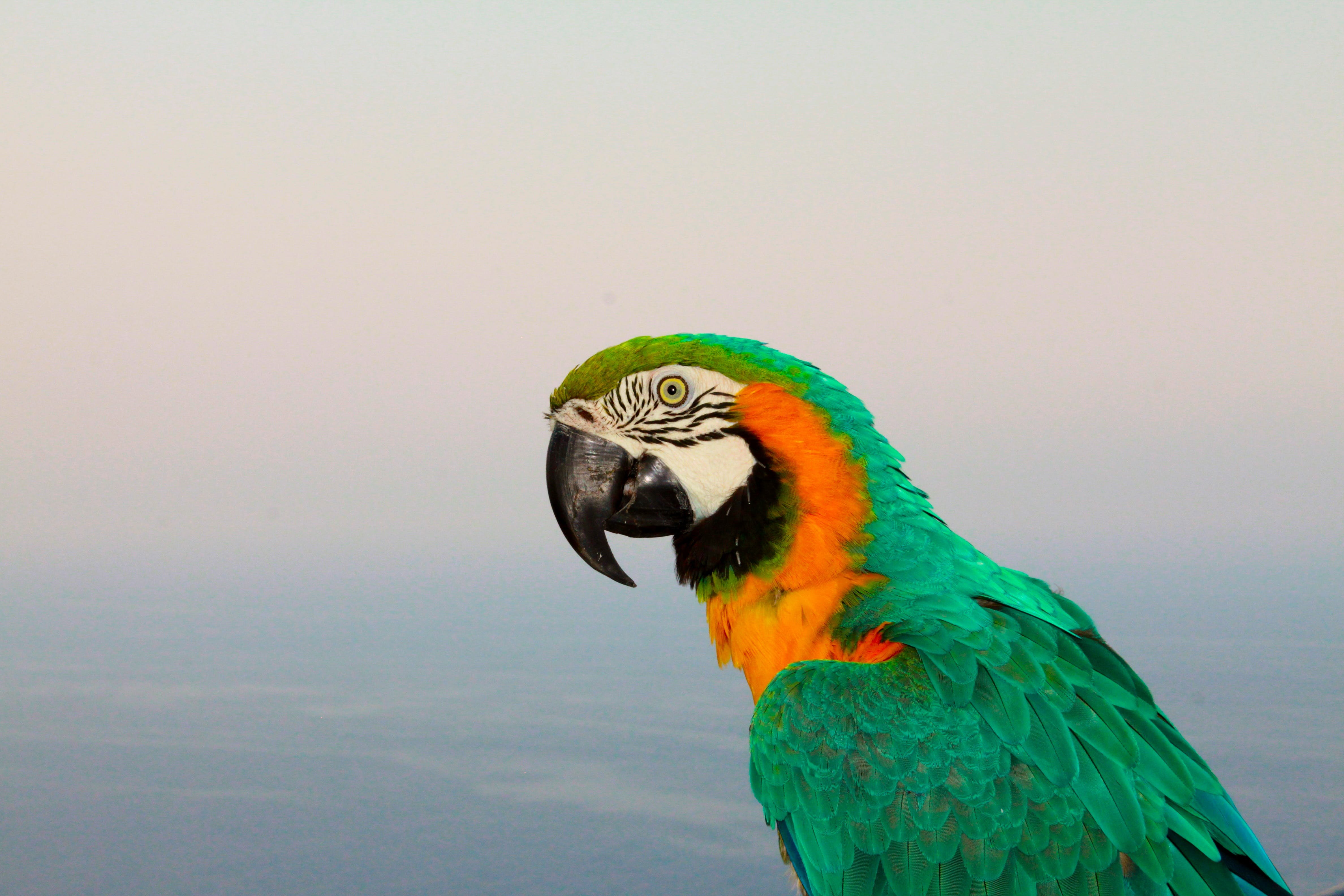 A parrot a long tail. Попугай ара зеленый. Аравийский попугай. Попугай породы ара. Маскаренский попугай.