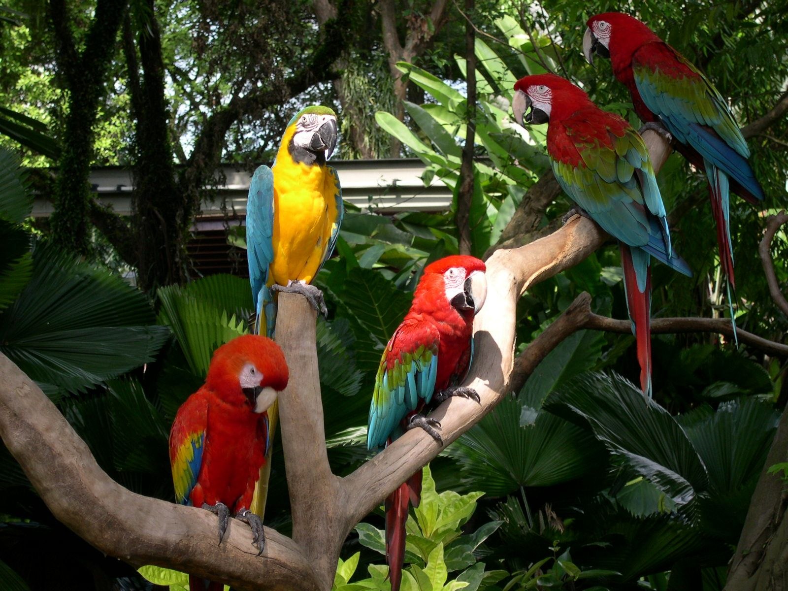 В зоопарке живут 5 видов попугаев. Московский зоопарк павильон мир птиц. Парк птиц Пхукет. Сингапур парк птиц. Попугай Какаду Московский зоопарк.