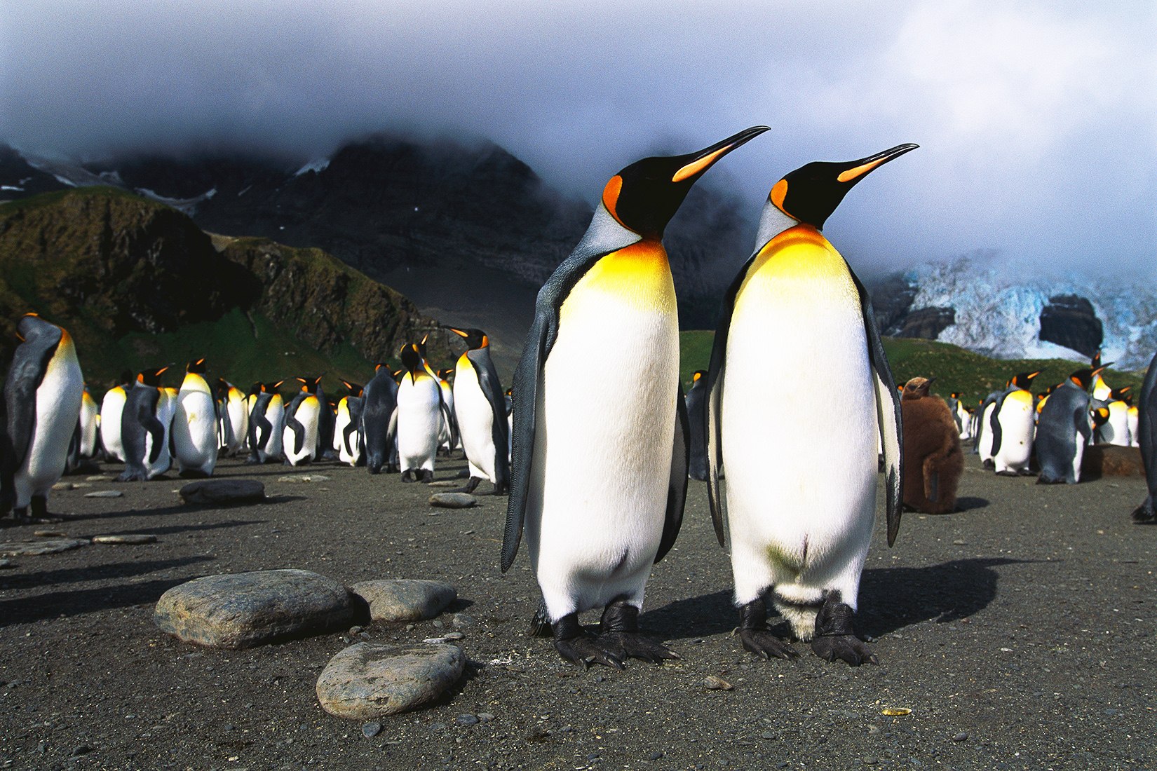 Пингвины в дикой природе. Королевский Пингвин Пингвин. Королевский Пингвин в Антарктиде. Императорский Пингвин в Антарктиде. Королевский Пингвин ареал.