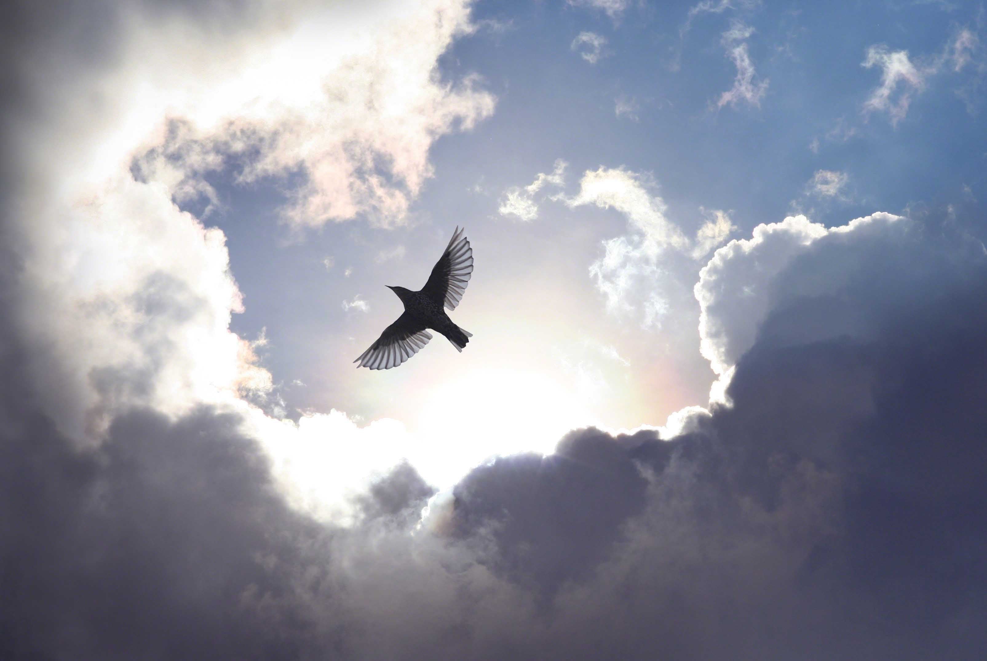 Heaven bird. Птицы в небе. Птица в полете. Птица улетает в небо. Птица в небесах.