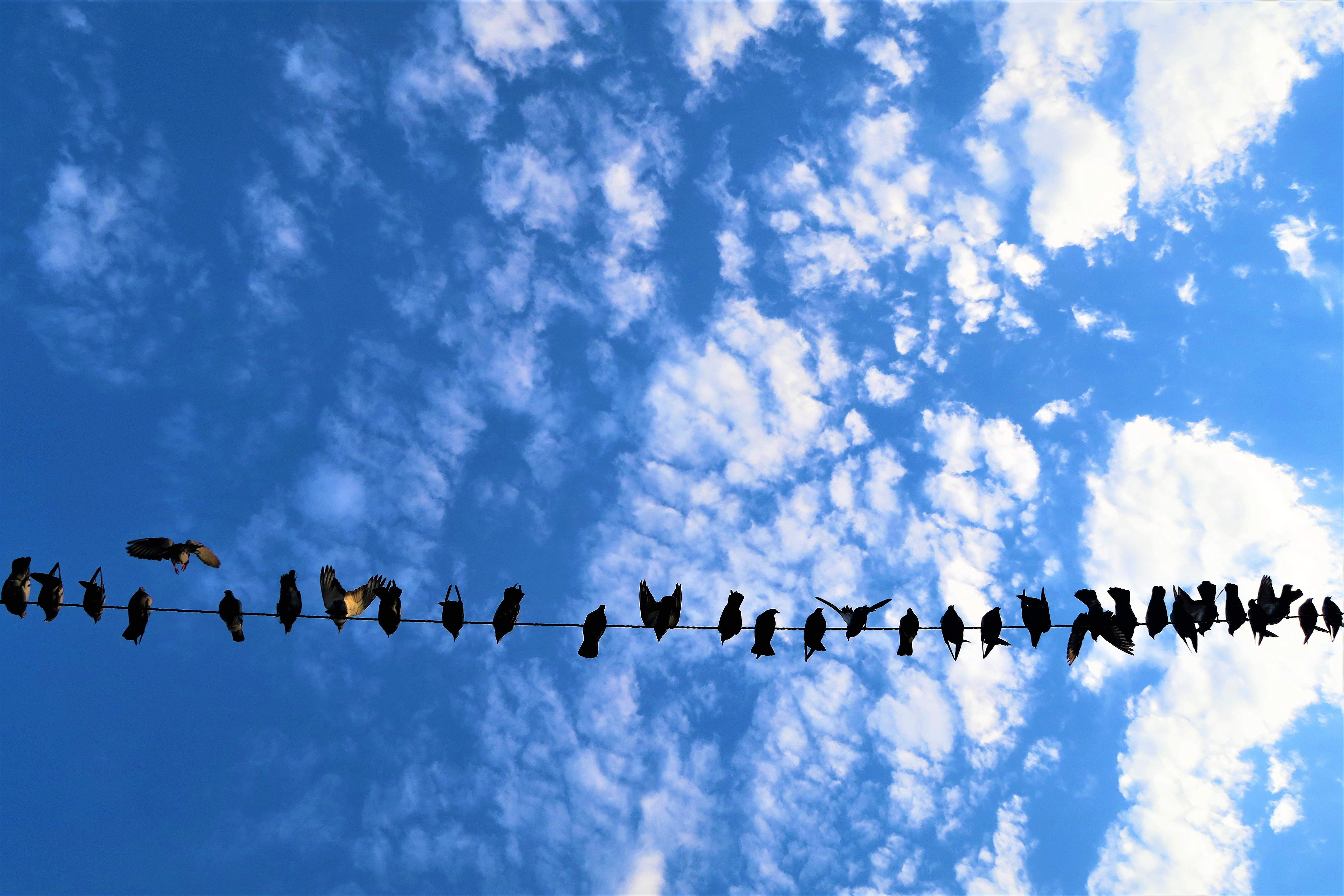 Глянь на небо птички летят колокольчики. Птицы в небе. Стая птиц. Птицы на фоне неба. Стая птиц в небе.