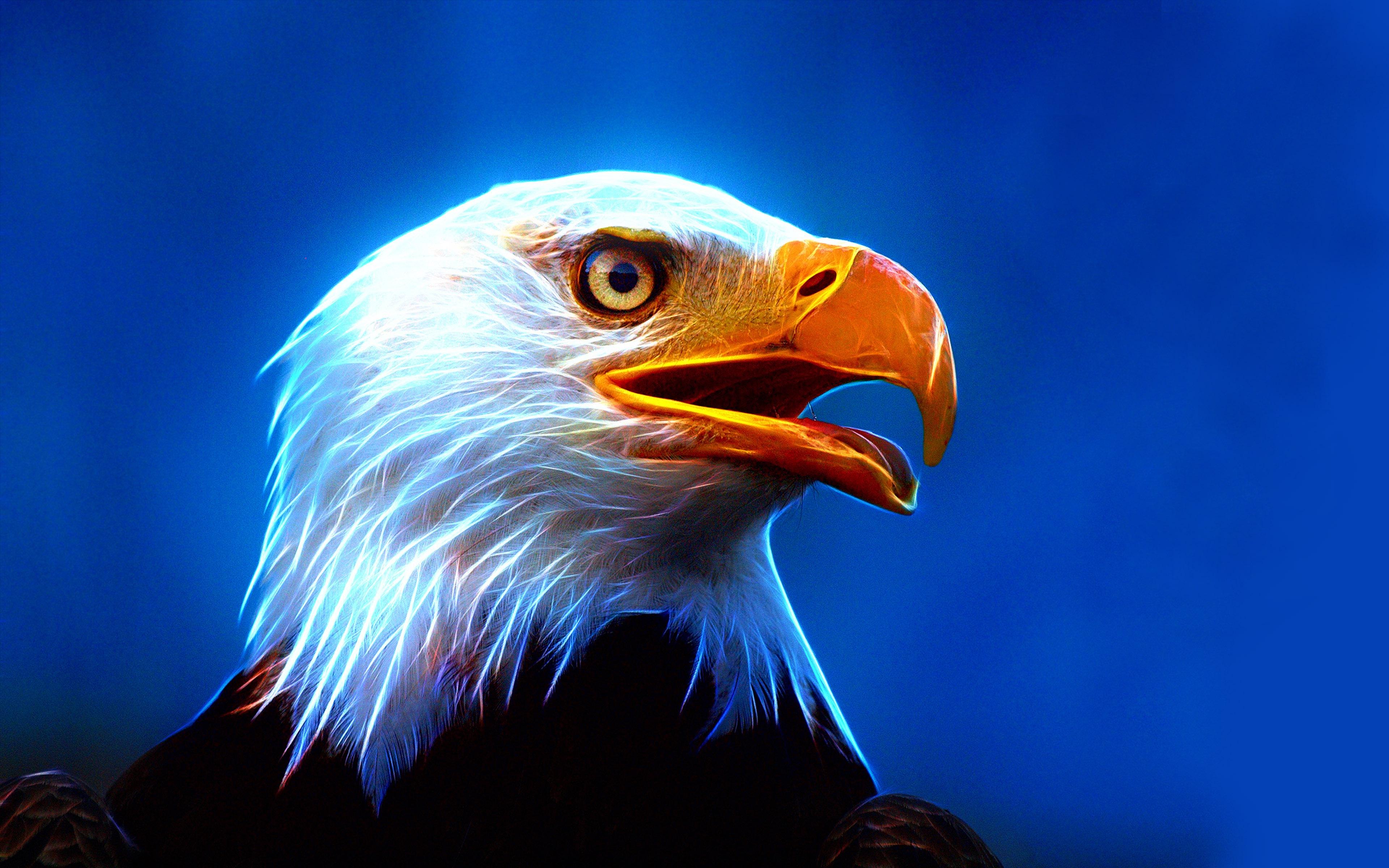 Eagle bird. Белоголовый Орлан США. Орлан символ Америки. Белоголовый Орел символ. Символ Америки белоголовый.