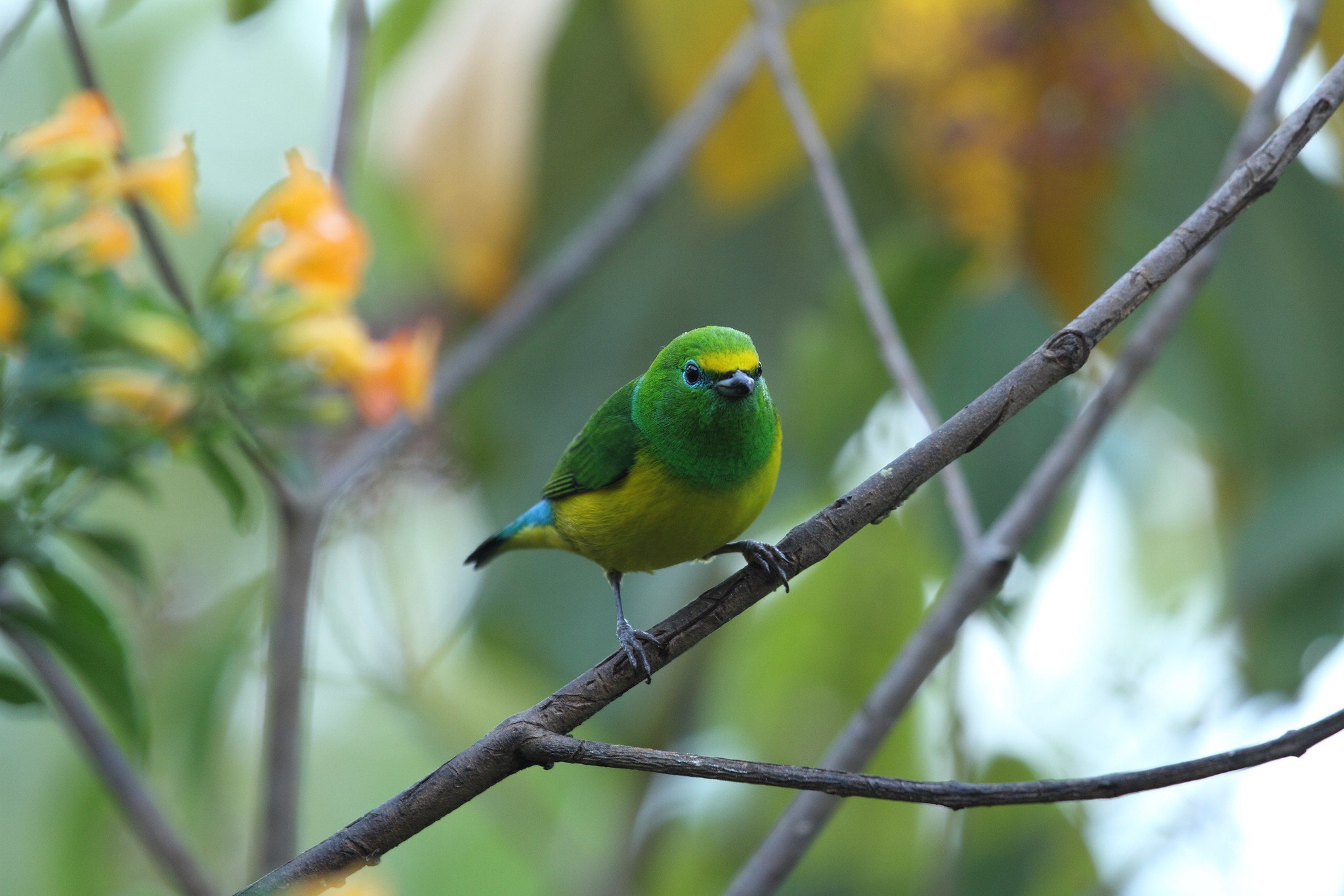 Маленькая желто зеленая птичка. Зеленый Кардинал. Зелёный Кардинал птица. Зелёный органист. Зеленый органист птица.