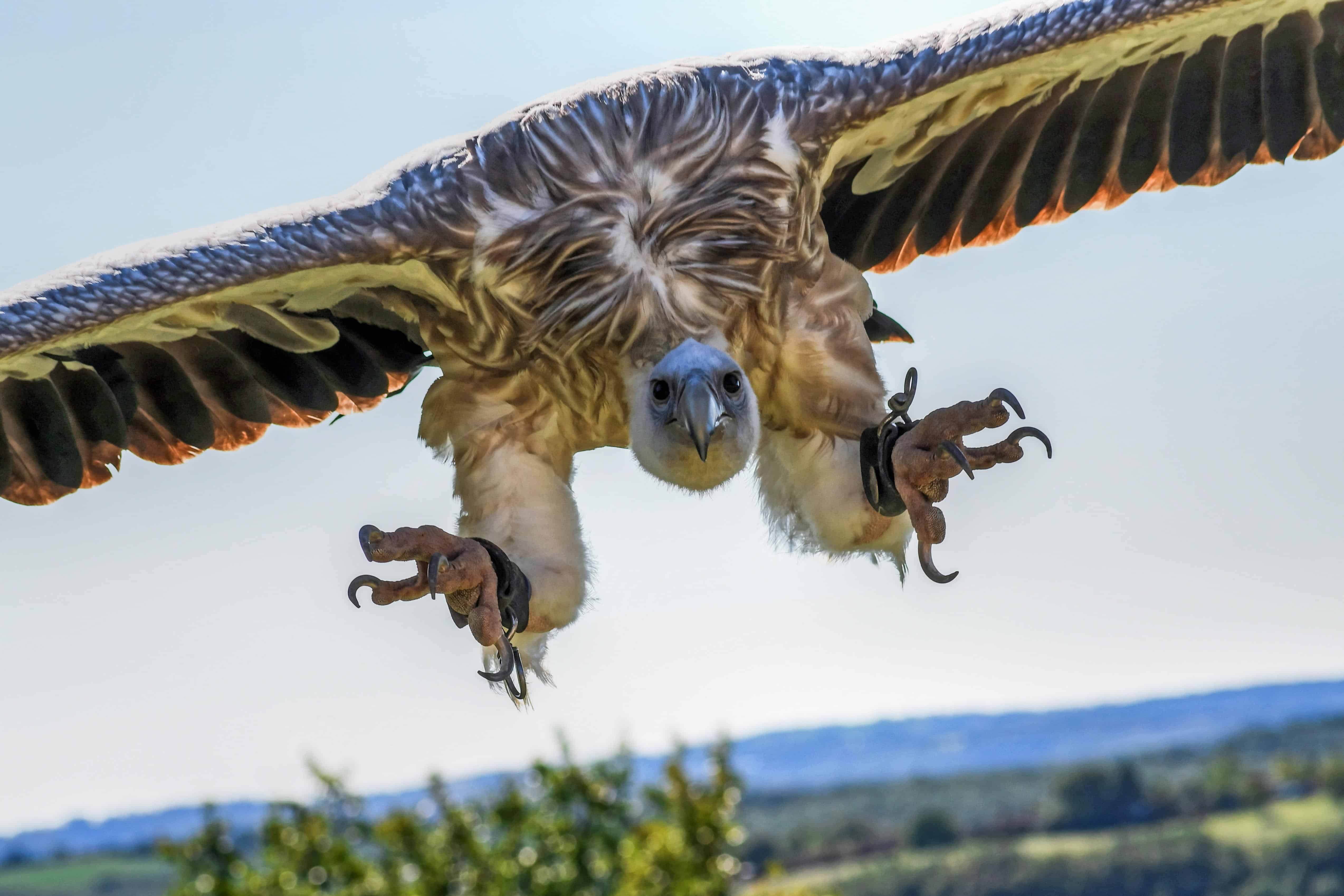 Птицы летающие на высоте. Андский Кондор размах крыльев. Стервятник Кондор. Гриф Кондор. Самый большой орёл в мире Кондор.