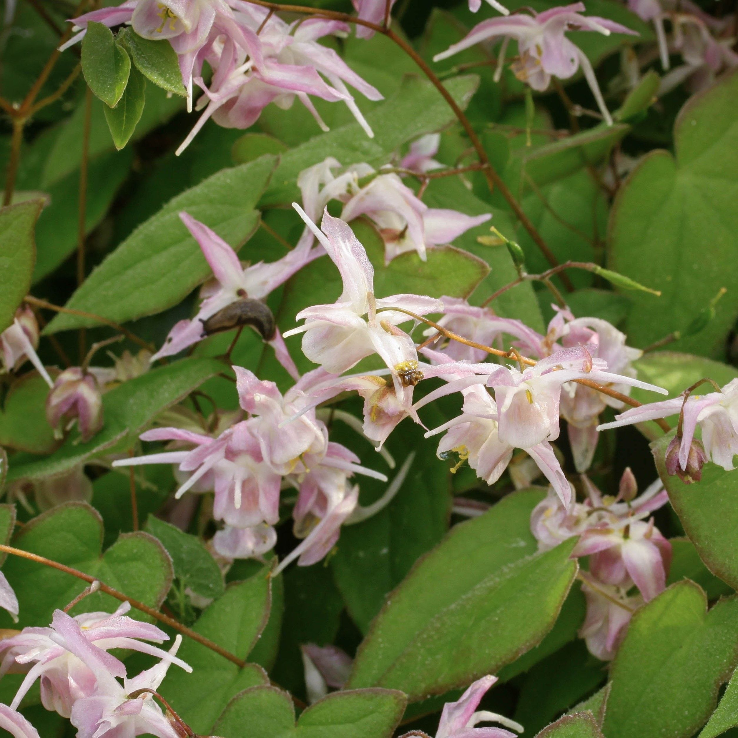 Epimedium grandiflorum