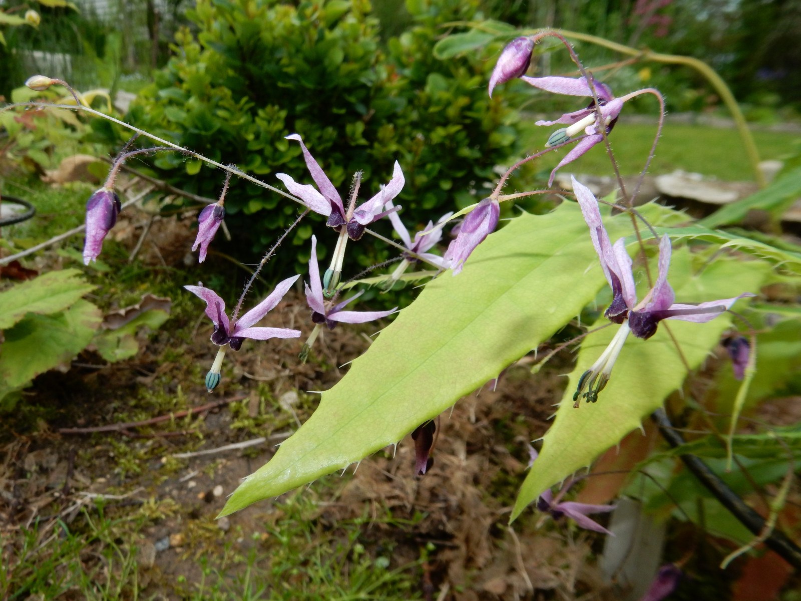 Твое растение. Горянка Nanum. Горянка Фрея. Горянка Freya (=Violet Nanum). Epimedium grandiflorum bicolor giant.