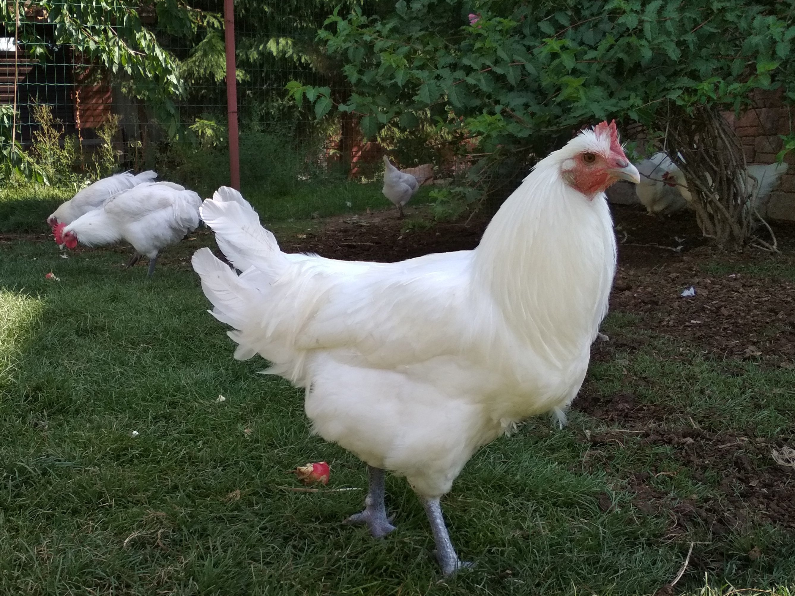 Белая курица Доминант с хохолком