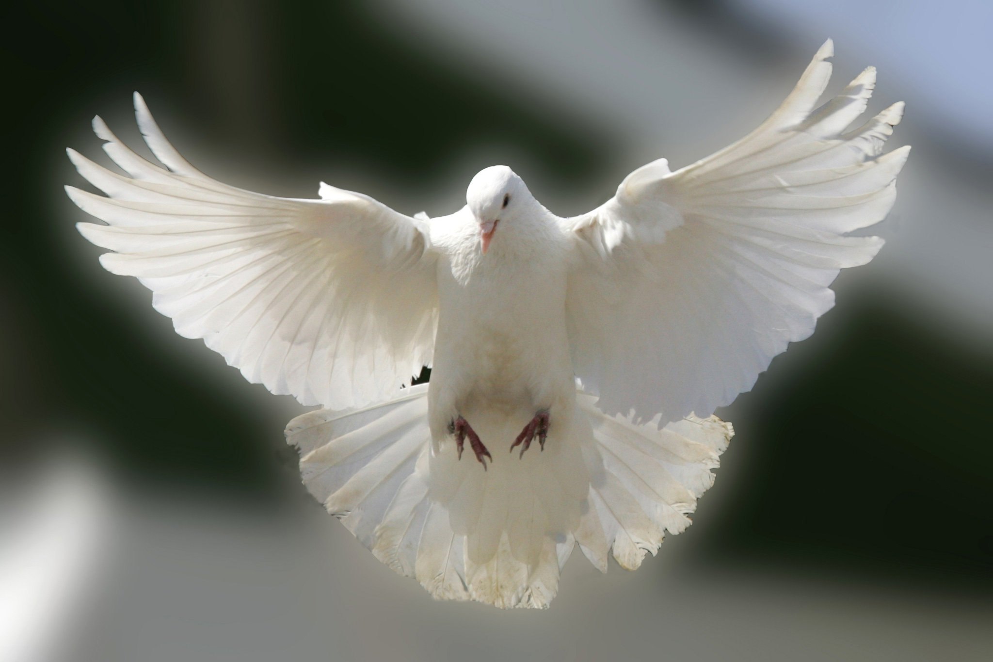 Мир голубей. Белый голубь в полете. Голубь мира. Белые голуби взлетают. Голубь с расправленными крыльями.