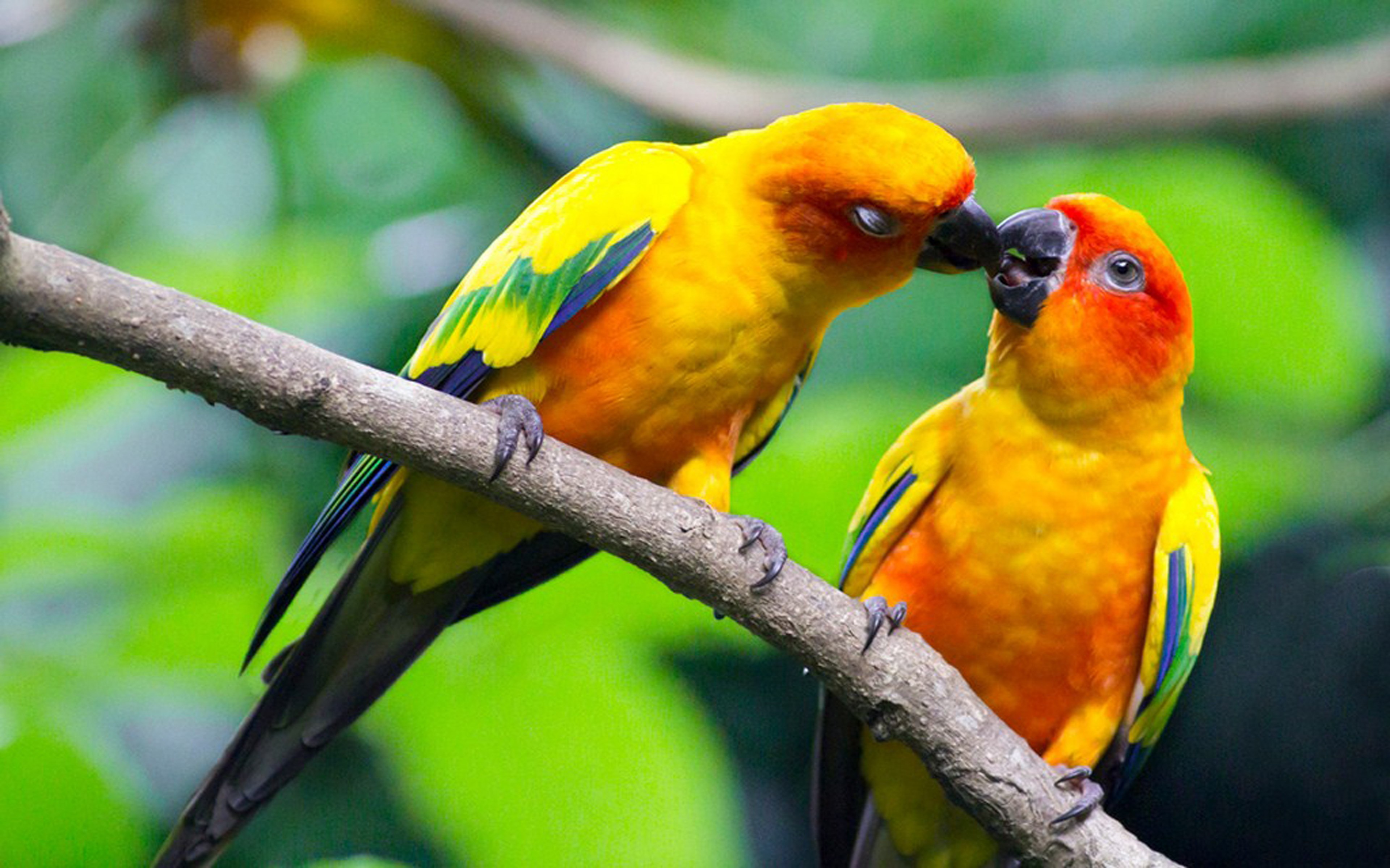 Love is a bird. Попугаи неразлучники Какаду. Попугай аратинга красный. Попугай золотой аратинга. Попугай аратинга желтый.