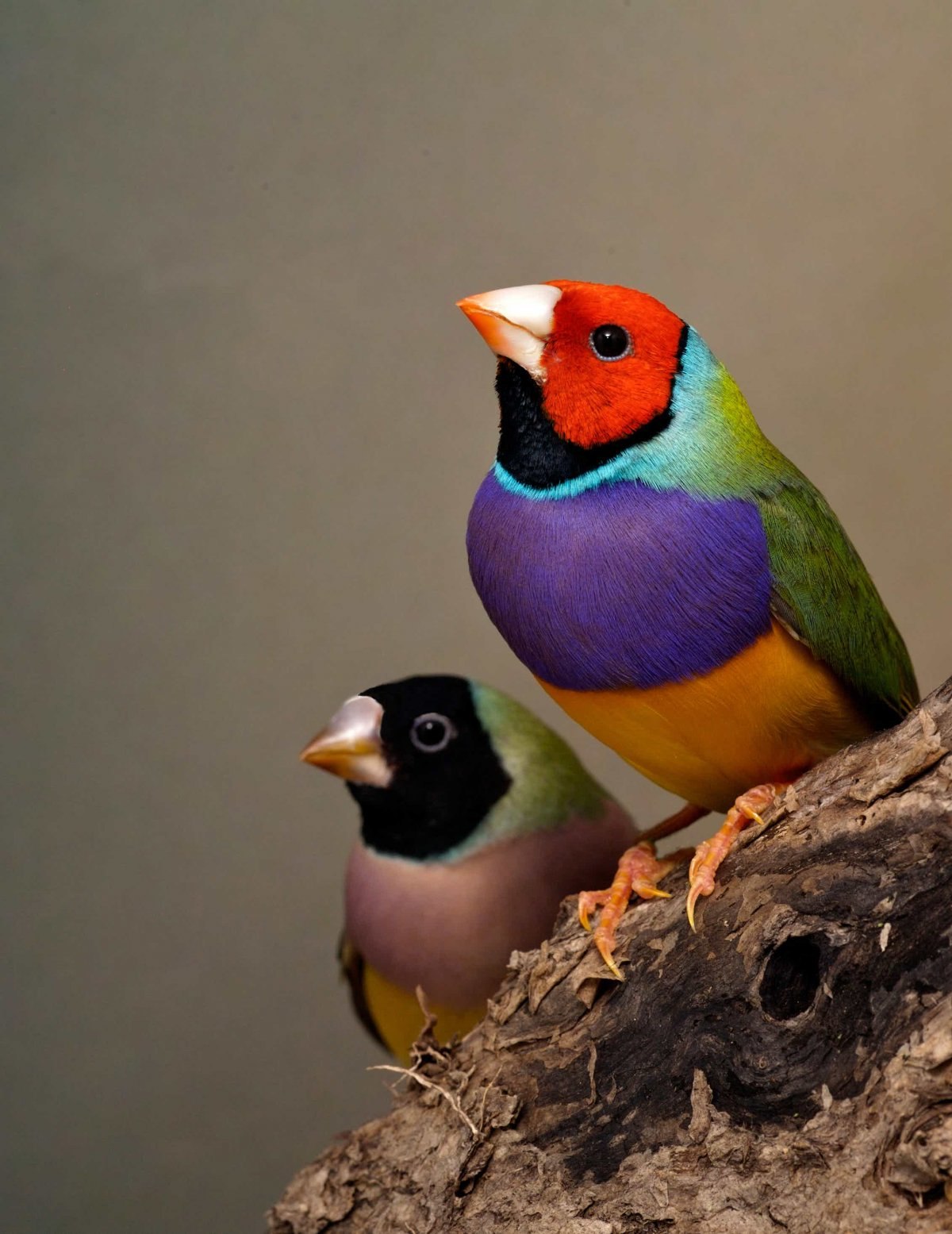декоративные птицы фото и название