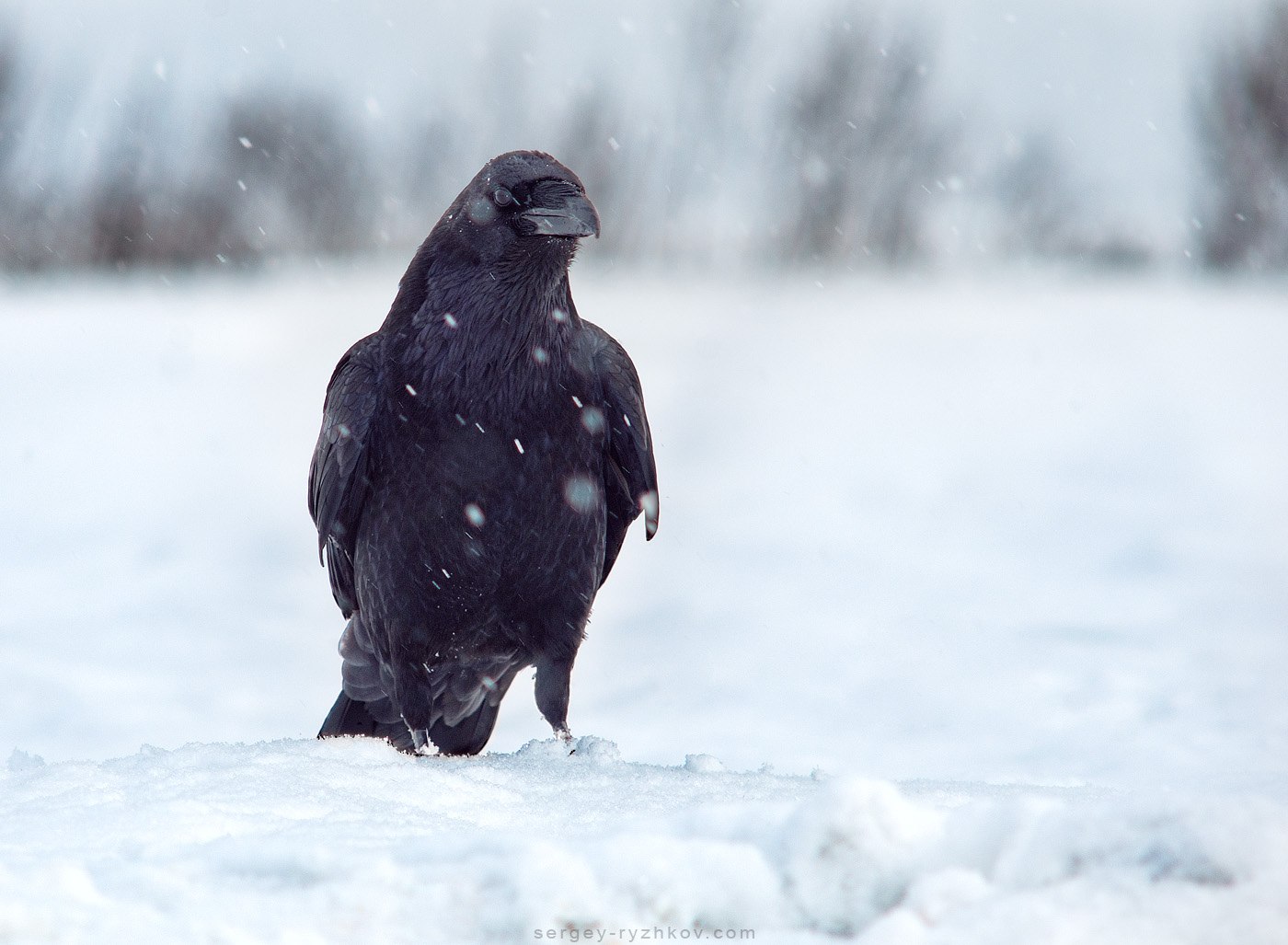 Winter crow. Ворон зимой. Смешные вороны зимой. Ворон зимой в Екатеринбурге. Красивые заставки вороны зимой фото.