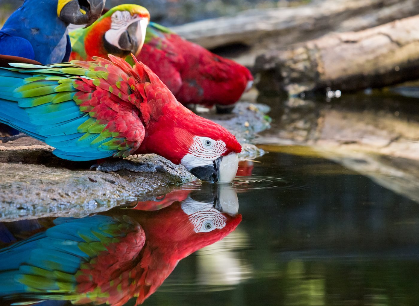 Animal latin. Водопой для птиц. Животный мир Южной Америки. Животные Латинской Америки. Животный мир Южной Кореи.