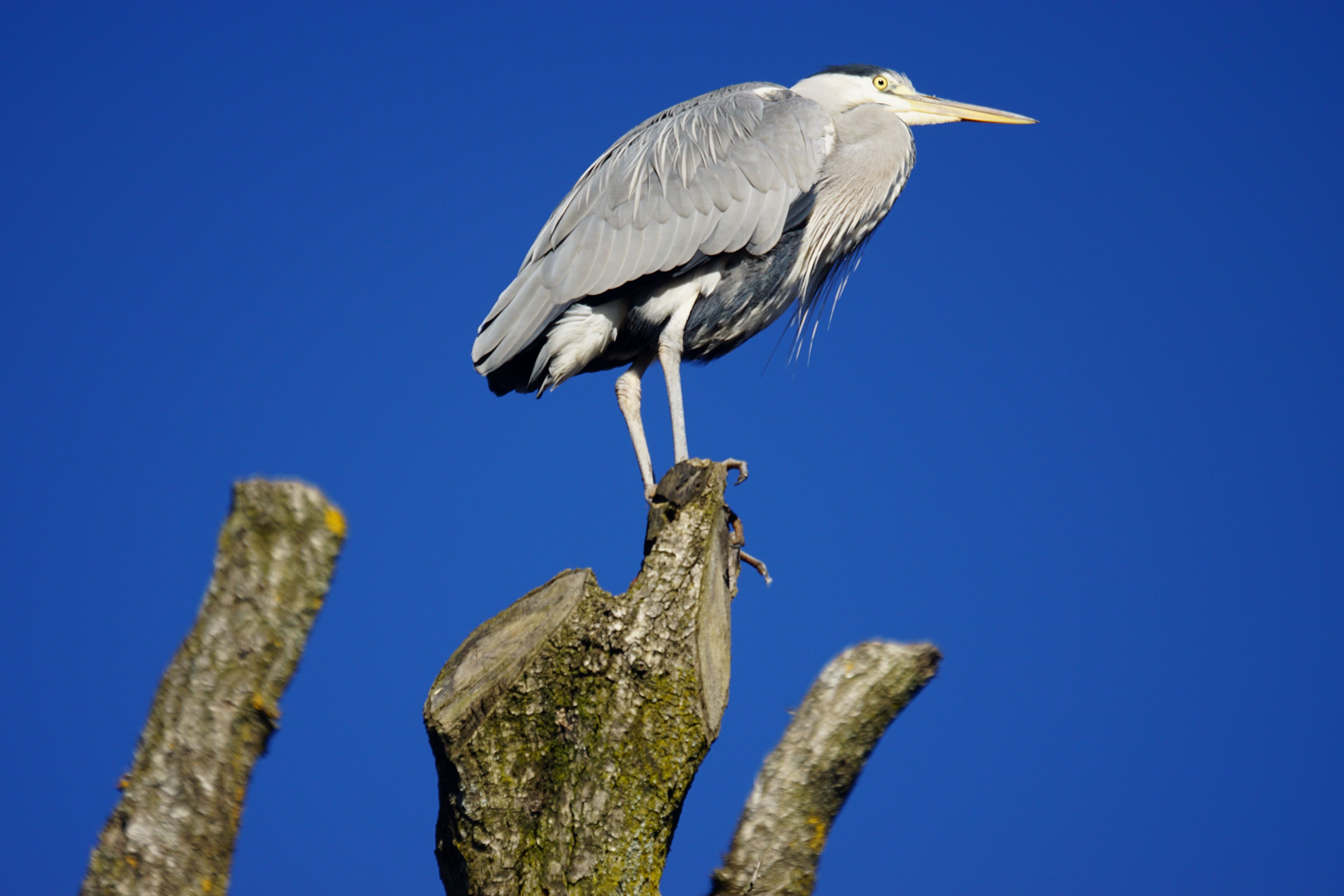 Heron перевод