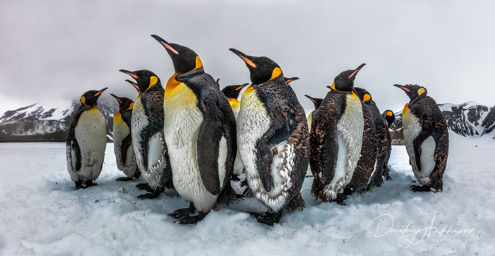 У пингвинов есть перья
