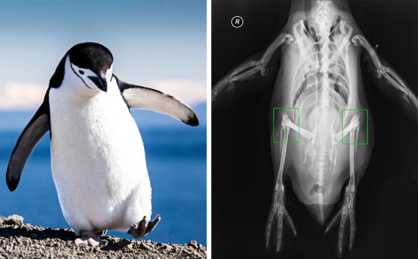 Рентген пингвина фото