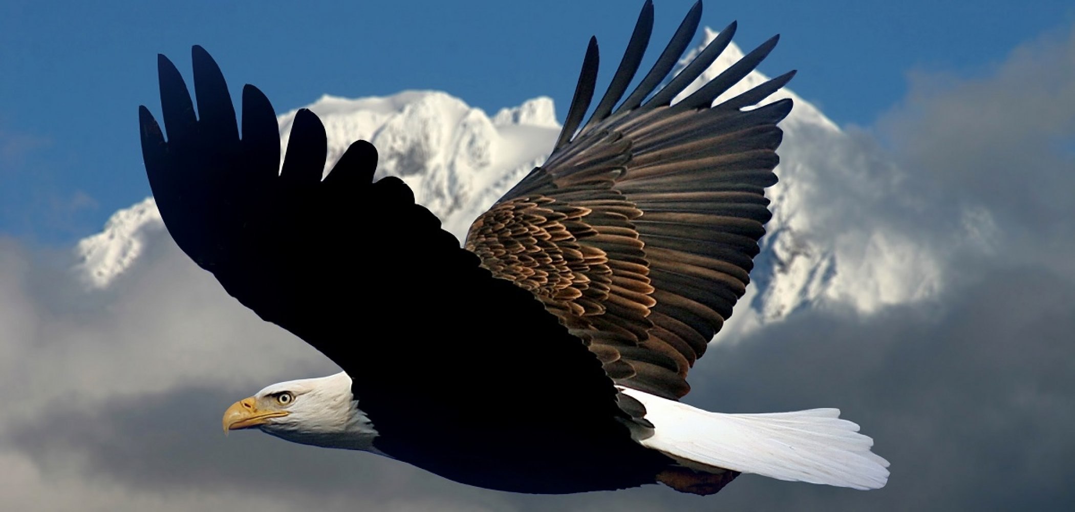 Eagle bird. Белоголовый Орлан Северной Америки. Белоголовый Орлан анфас. Белоголовый Орлан Кавказ. Орлан Орел Коршун.