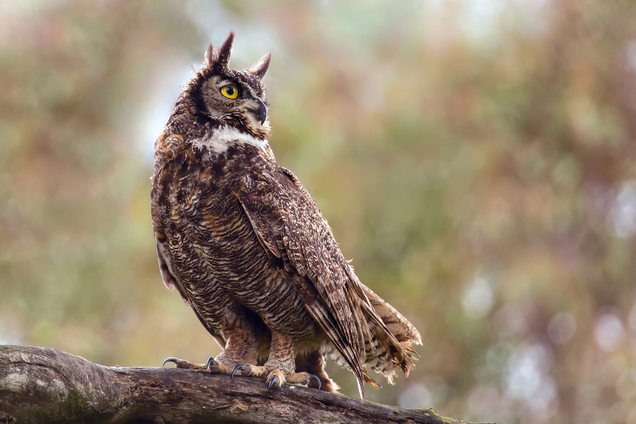 Филин. Виргинский Филин (Bubo virginianus). Американский Филин. Виргинский Филин фото. Птицы Совы и филины.