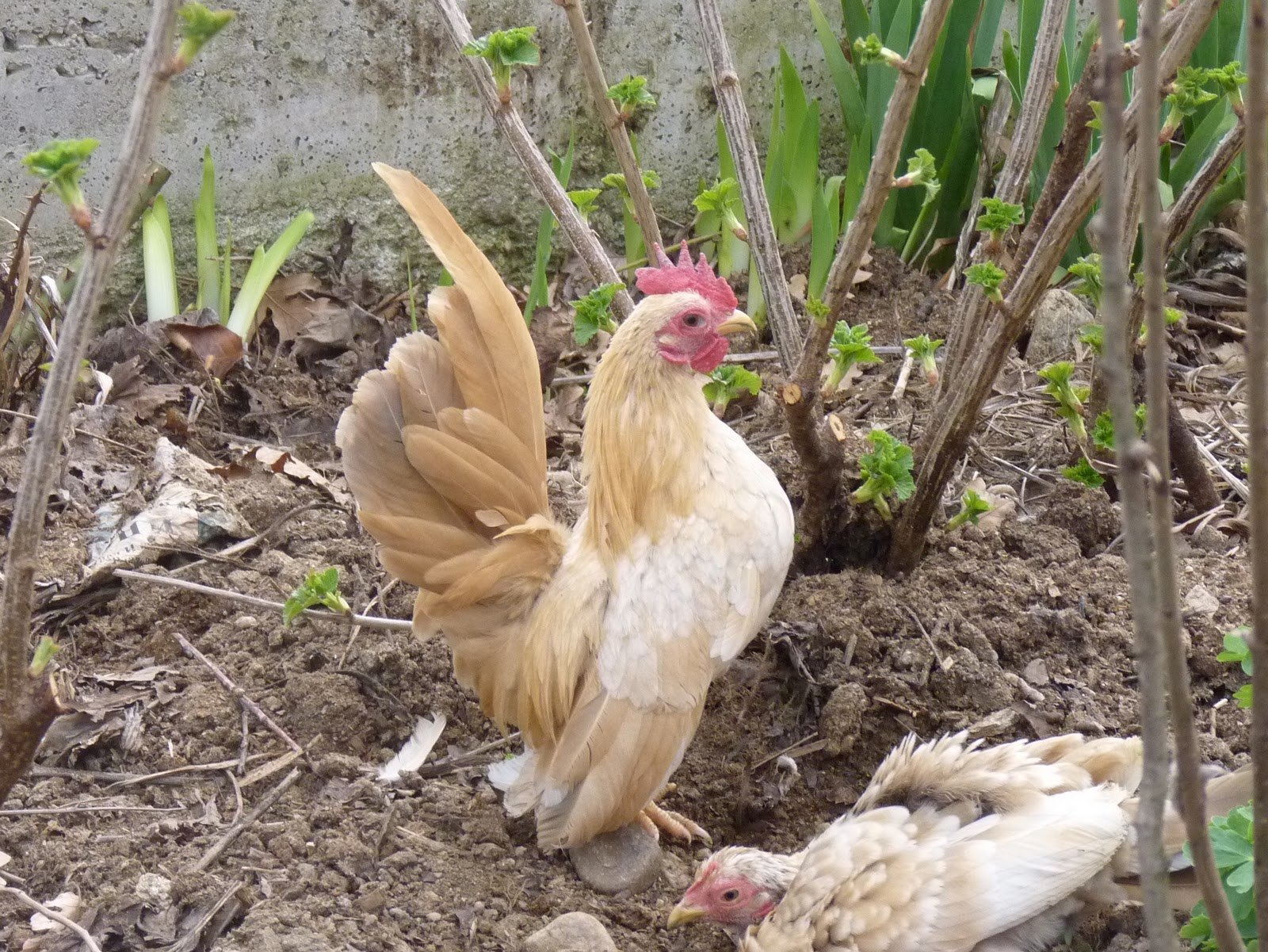 Маленькие куры. Самая маленькая курица в мире. Самые маленькие курицы в мире. Самые маленькие куры в мире. Самый маленький куры в мире фото.