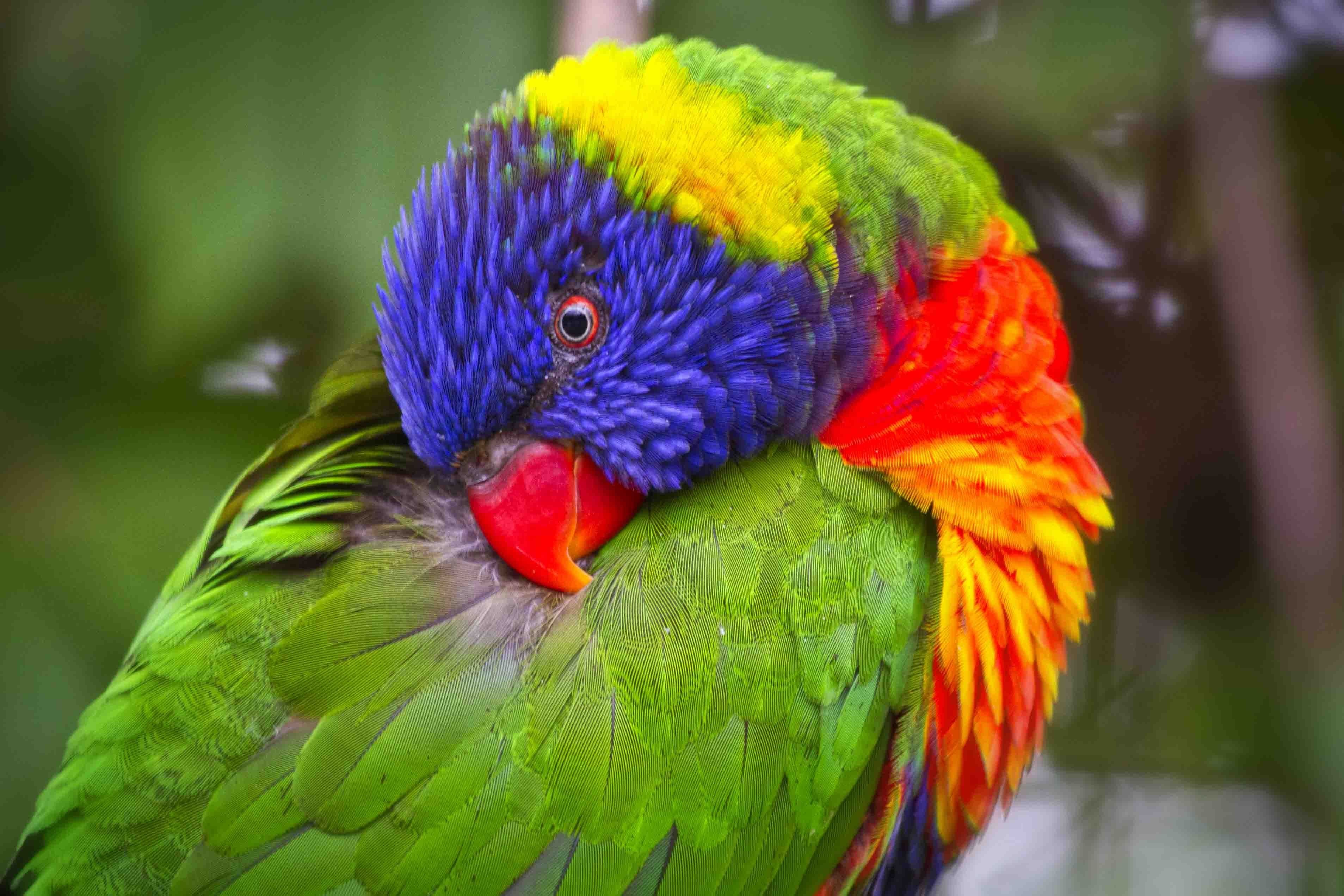 Большой цветной попугай. Лорикет попугай. Лорикет Королевский попугай. Австралийский лорикет. Попугай Радужный лорикет.