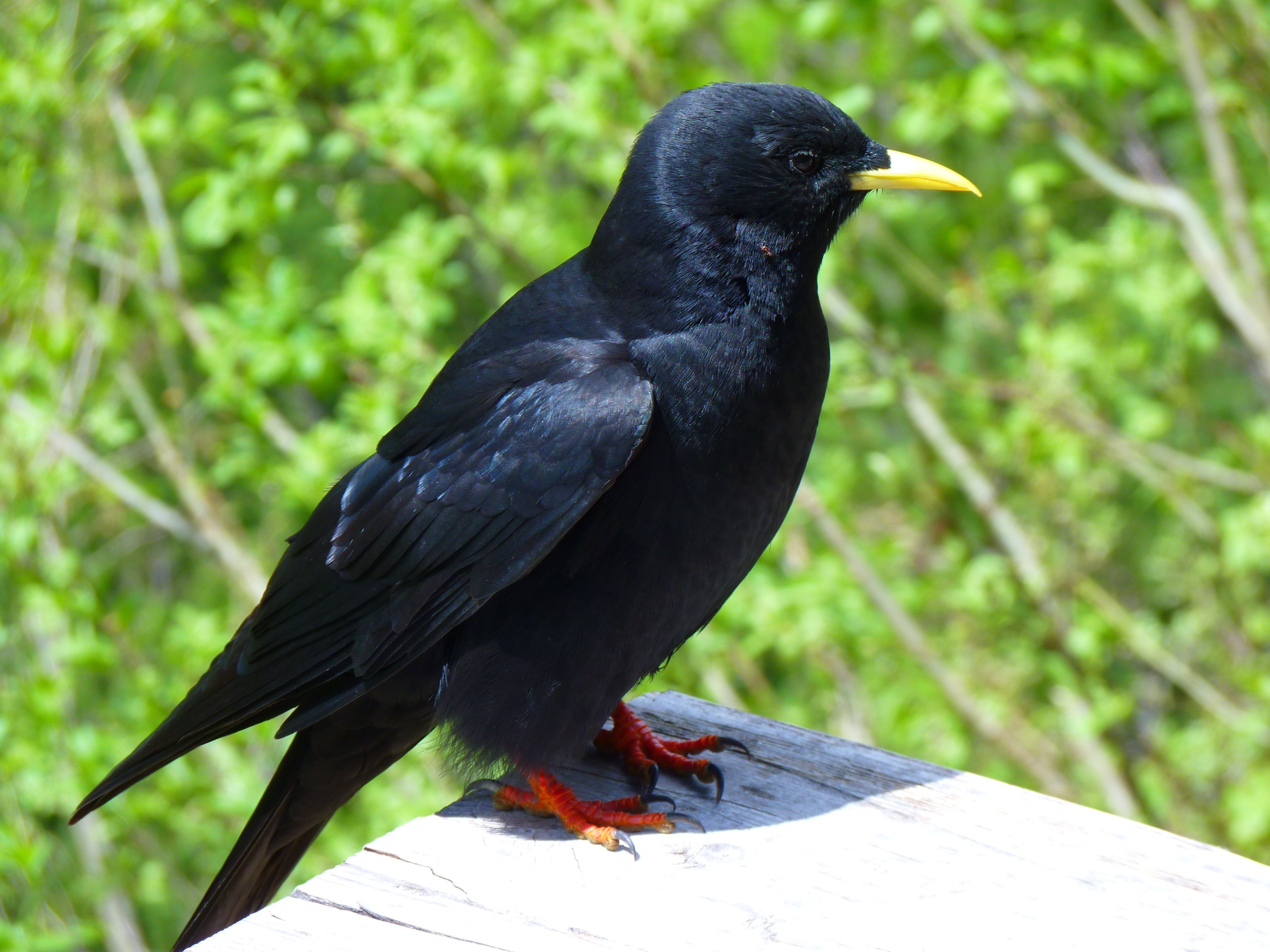 Черные птички на каждой. Галка черная птица. Дрозд Галка птица. Галка с оранжевым клювом. Галка черная птица фото.