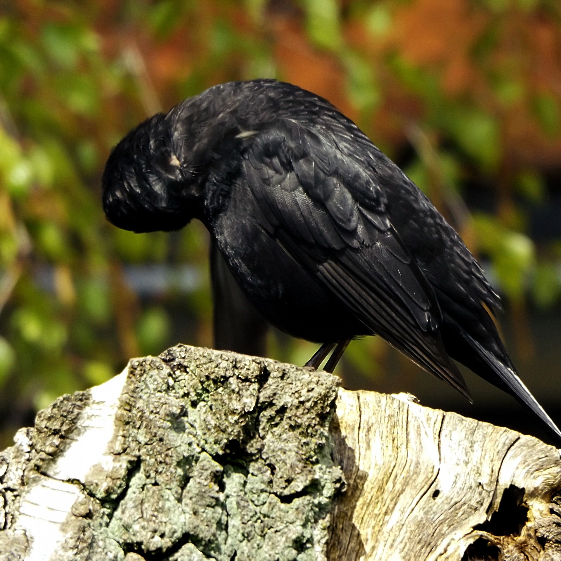 Черные птицы россии. Черная птичка. Черная птичка с черным клювом. Черная птица с длинным черным клювом. Небольшая черная птичка с черным клювом.
