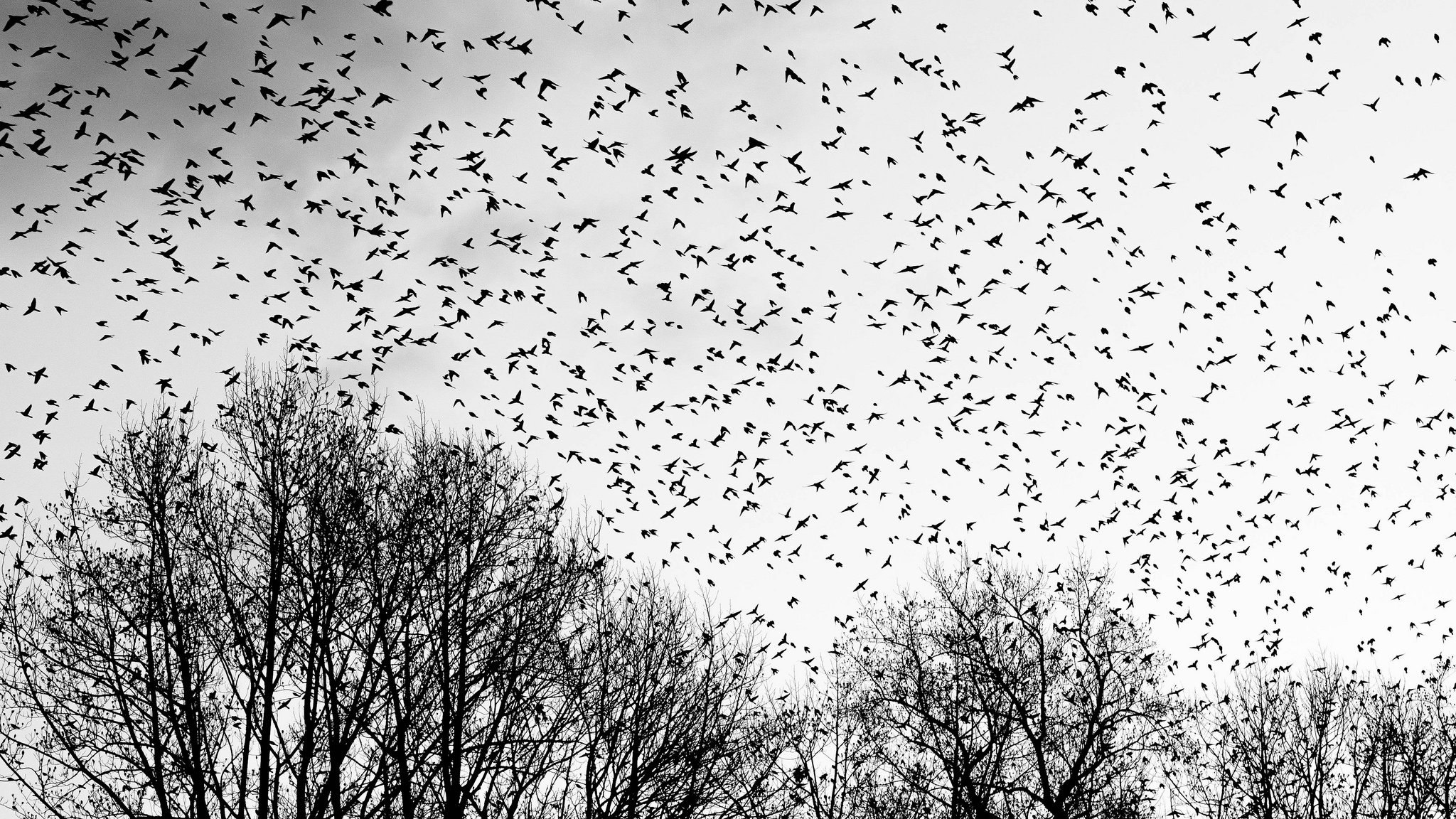 Стая ворон. Стая птиц. Много птиц. Стая ворон в небе.