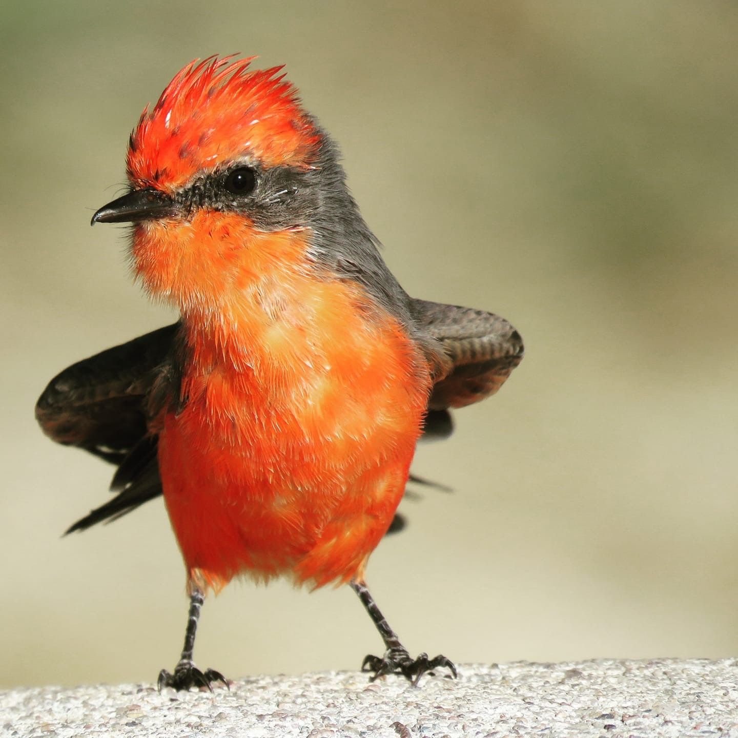 Птичка с рыжим хвостиком фото и название серая
