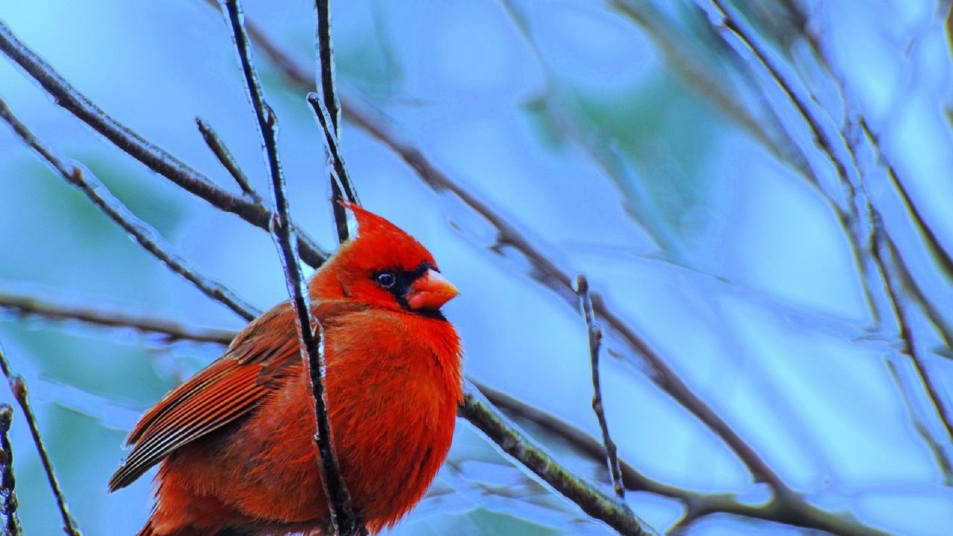 Птичка с рыжим хвостиком фото и название серая