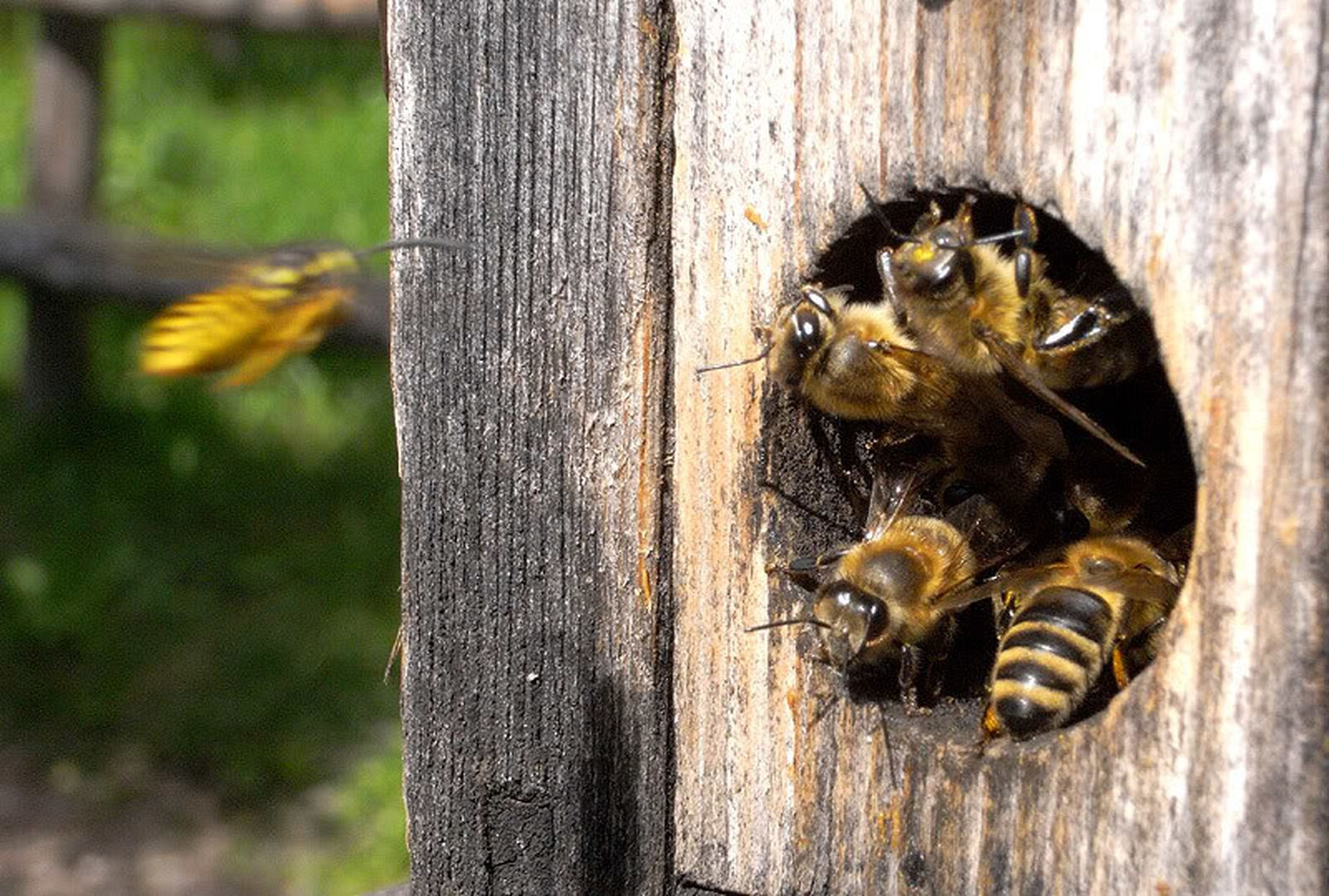 Покажи видео пчел