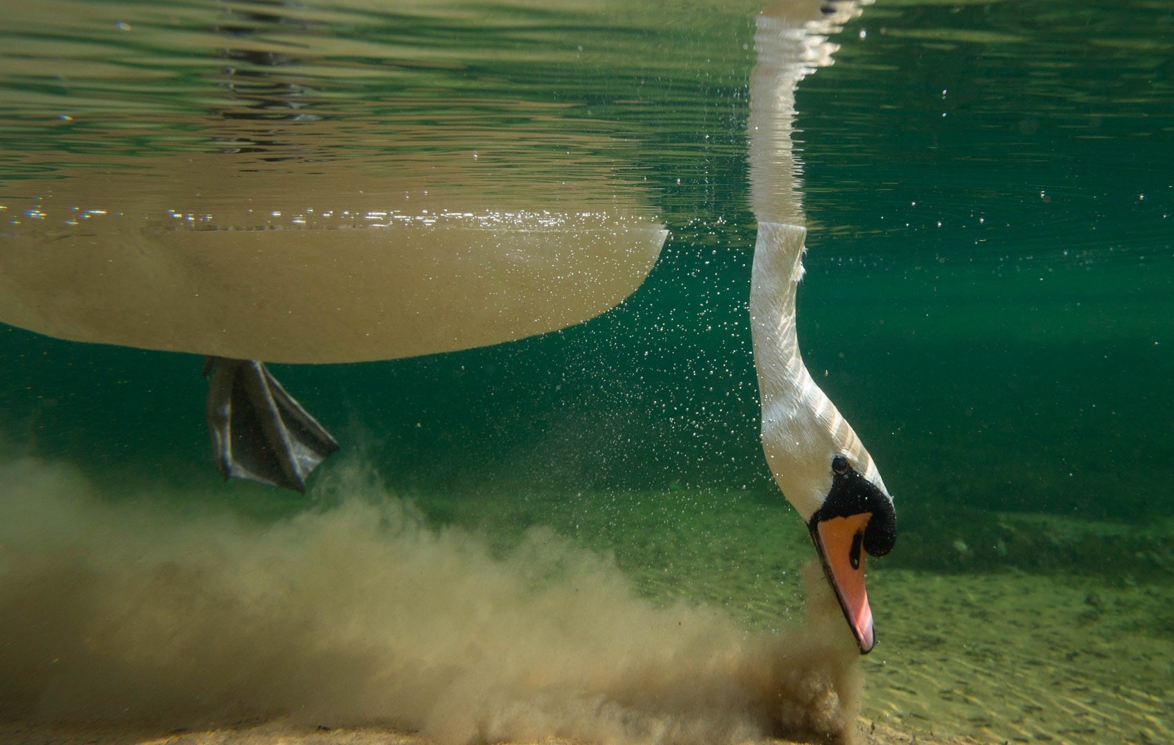 Лебедь длинная шея. Лебедь ныряет. Птица ныряющая в воду. Утка ныряет. Утка ныряет под водой.