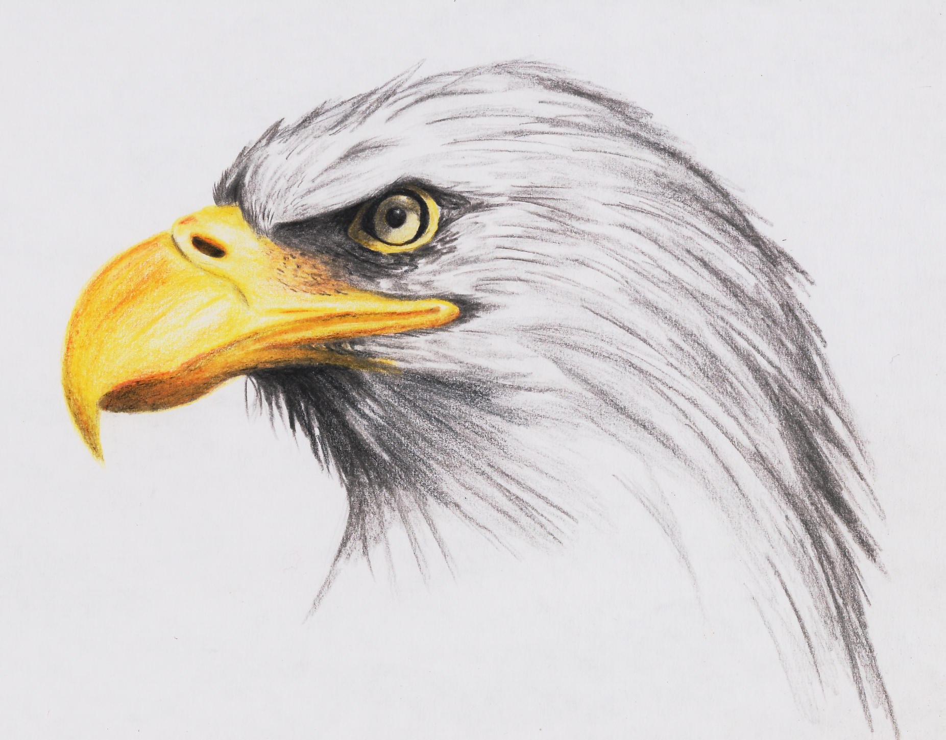 Рисунок орла. Орел рисунок. Орел карандашом. Нарисовать орла. Орел зарисовка.