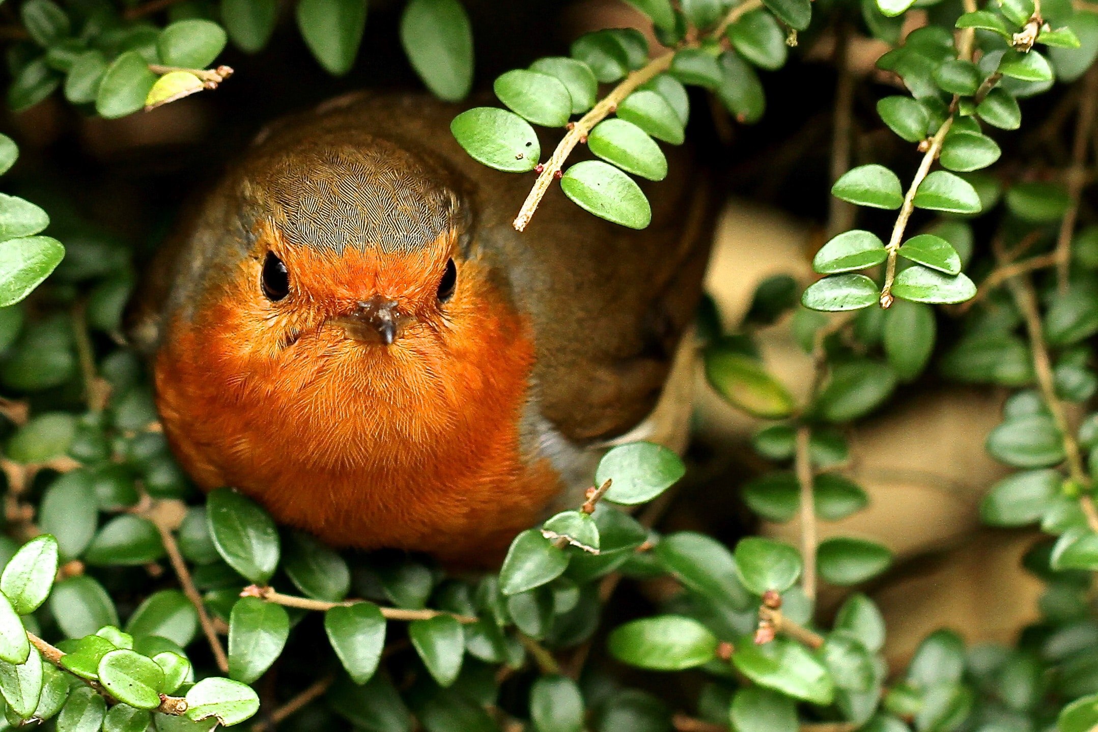 Маленькая оранжевая птичка фото. Оранжевая птица. Птица с оранжевой головой. Птица с оранжевым брюшком. Птица с оранжевым пузом.