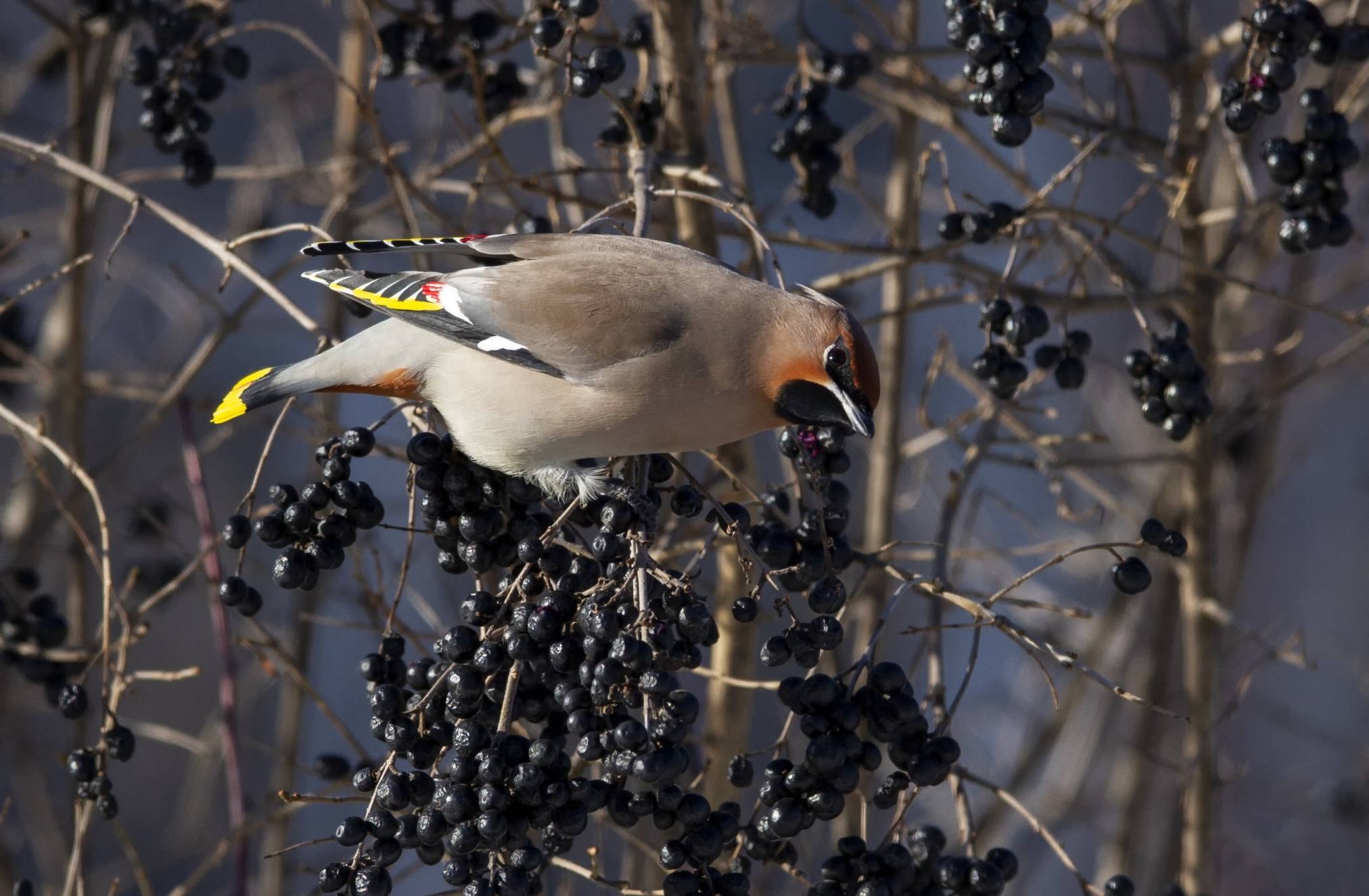 Зимние птицы Татарстана