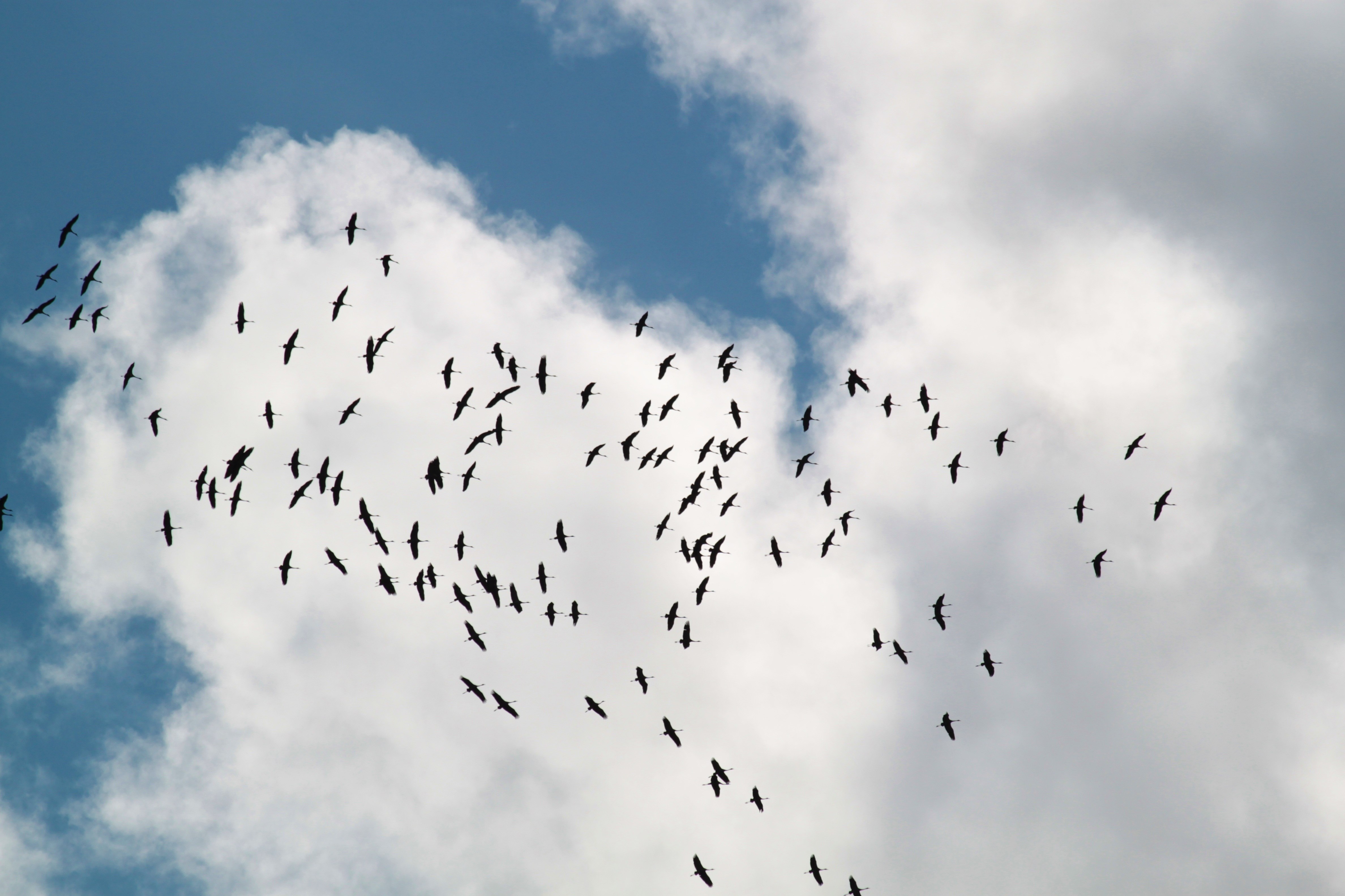 Небесные обитатели. Стая птиц. Птицы улетают. Птицы в небе. Стая перелетных птиц.