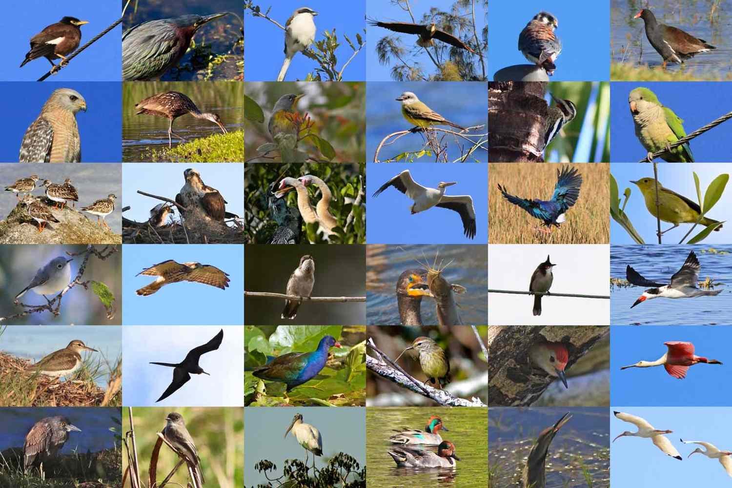 Сколько птиц в мире. Разные птицы. Разнообразие птиц виды. Биоразнообразие птиц. Птицы многообразие видов.
