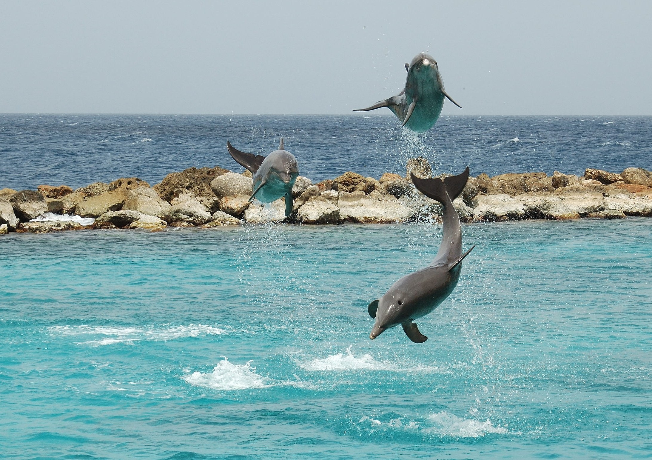 Дельфины с удовольствием разучивают и выполняют разные. Нильский Дельфин. Бухта дельфинов Ямайка. Дельфиний залив Анапа. Остров Дельфин.