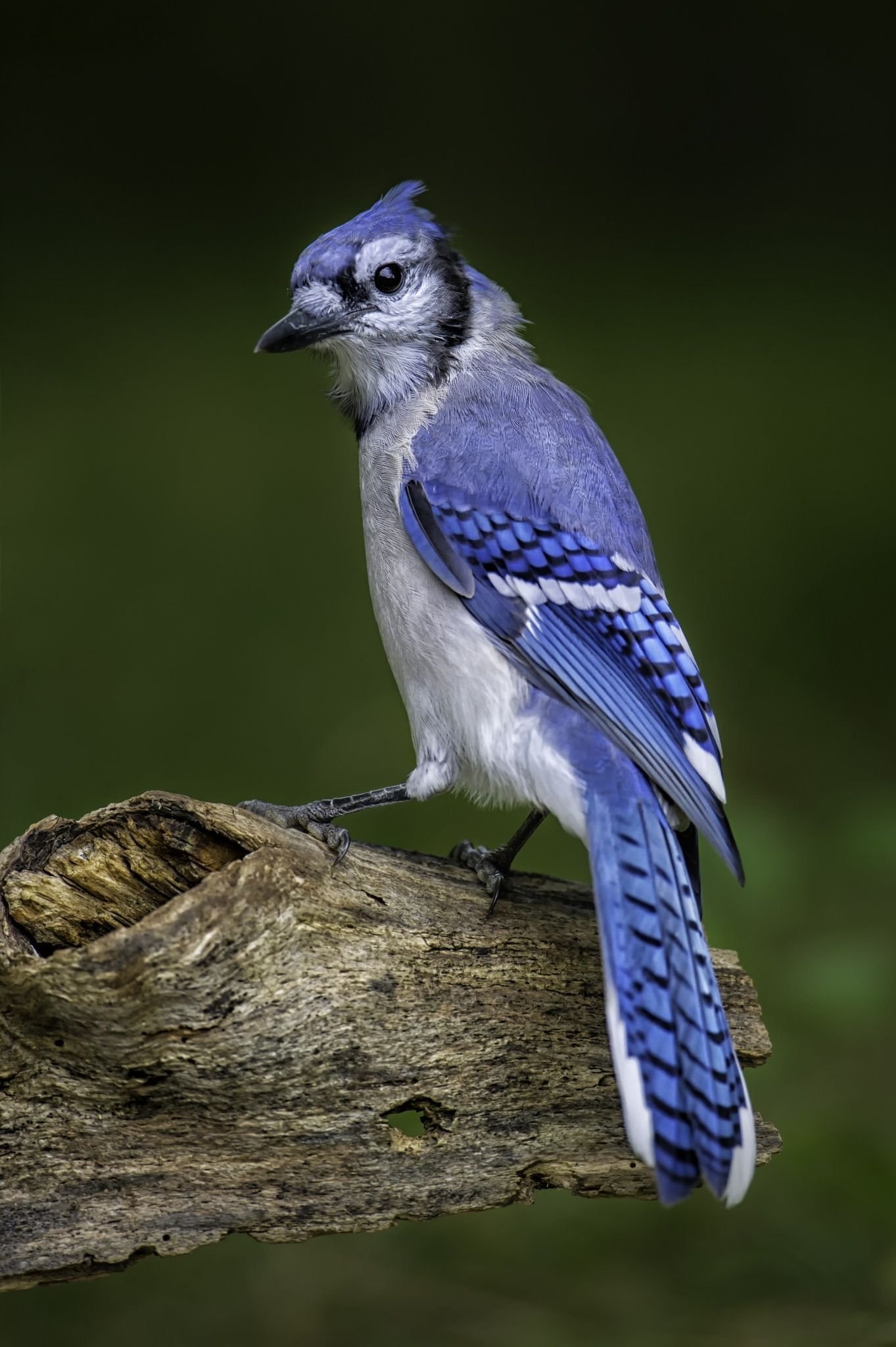 Bluejay. Птичка Сойка голубая. Голубая кустарниковая сорока. Сойка голубая американская. Голубая кустарниковая Сойка.