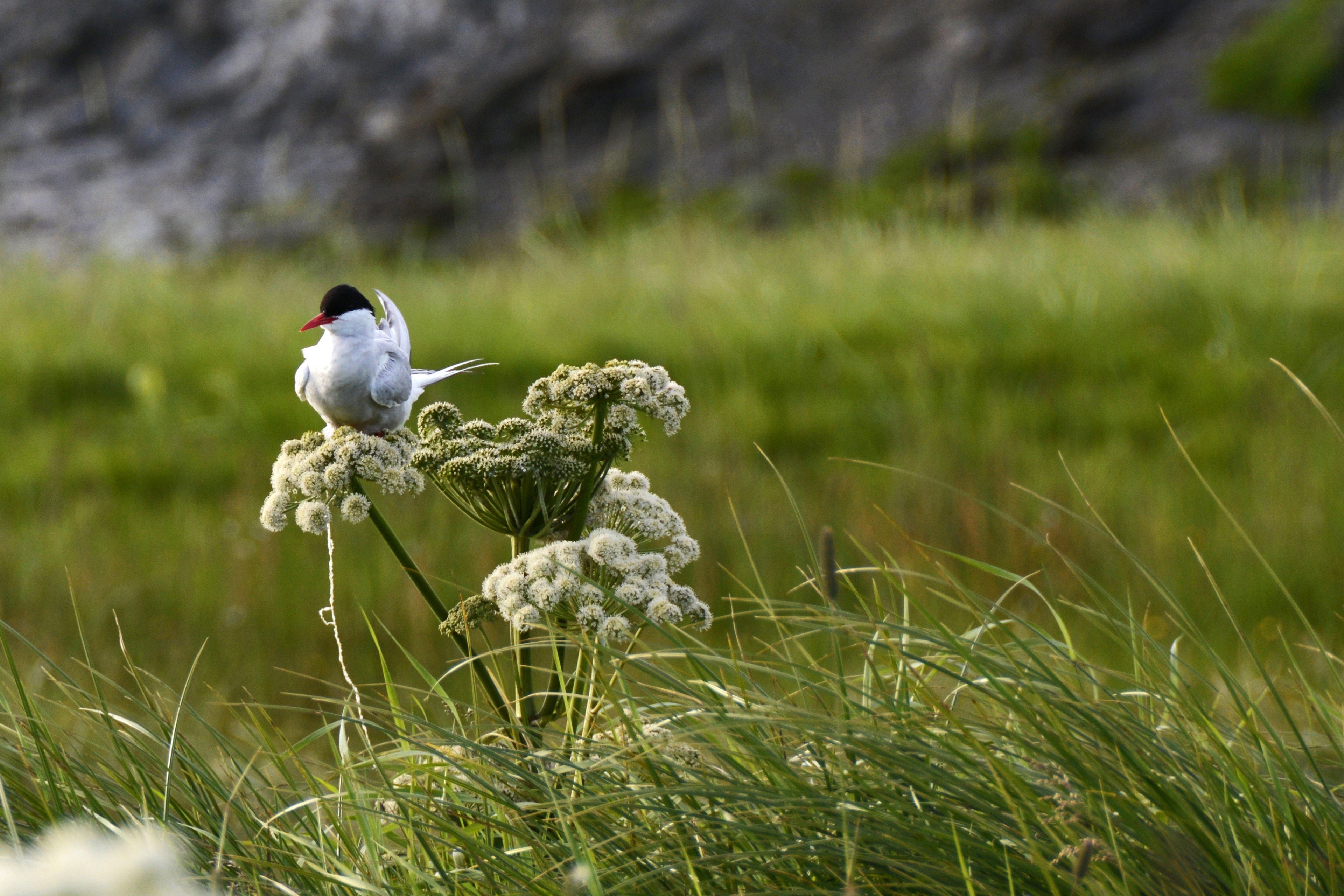 Пшеничная птица. Птица в траве. Исландия природа птицы. Птичка на травинке. Животный мир Исландии.