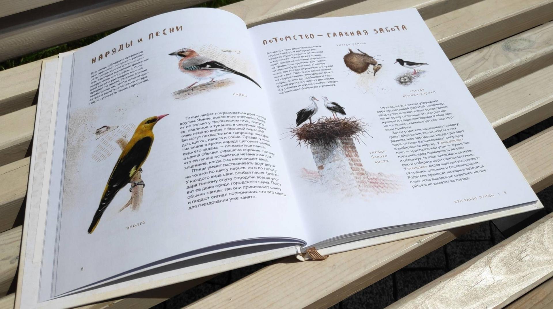 Птицы книга отзывы. Книги о птицах. Книга «птицы в городе». Книжки про птиц. Птицы из книги.