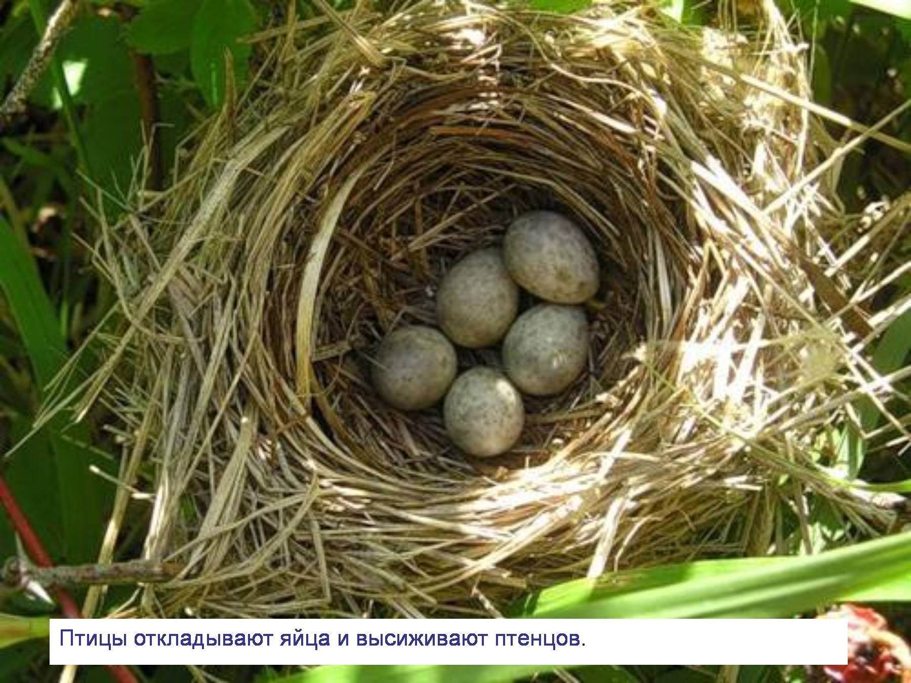 Песня птички яички. Птицы высиживают птенцов. Гнезда лесных птиц. Яйца птиц. Птичьи яйца в гнезде.