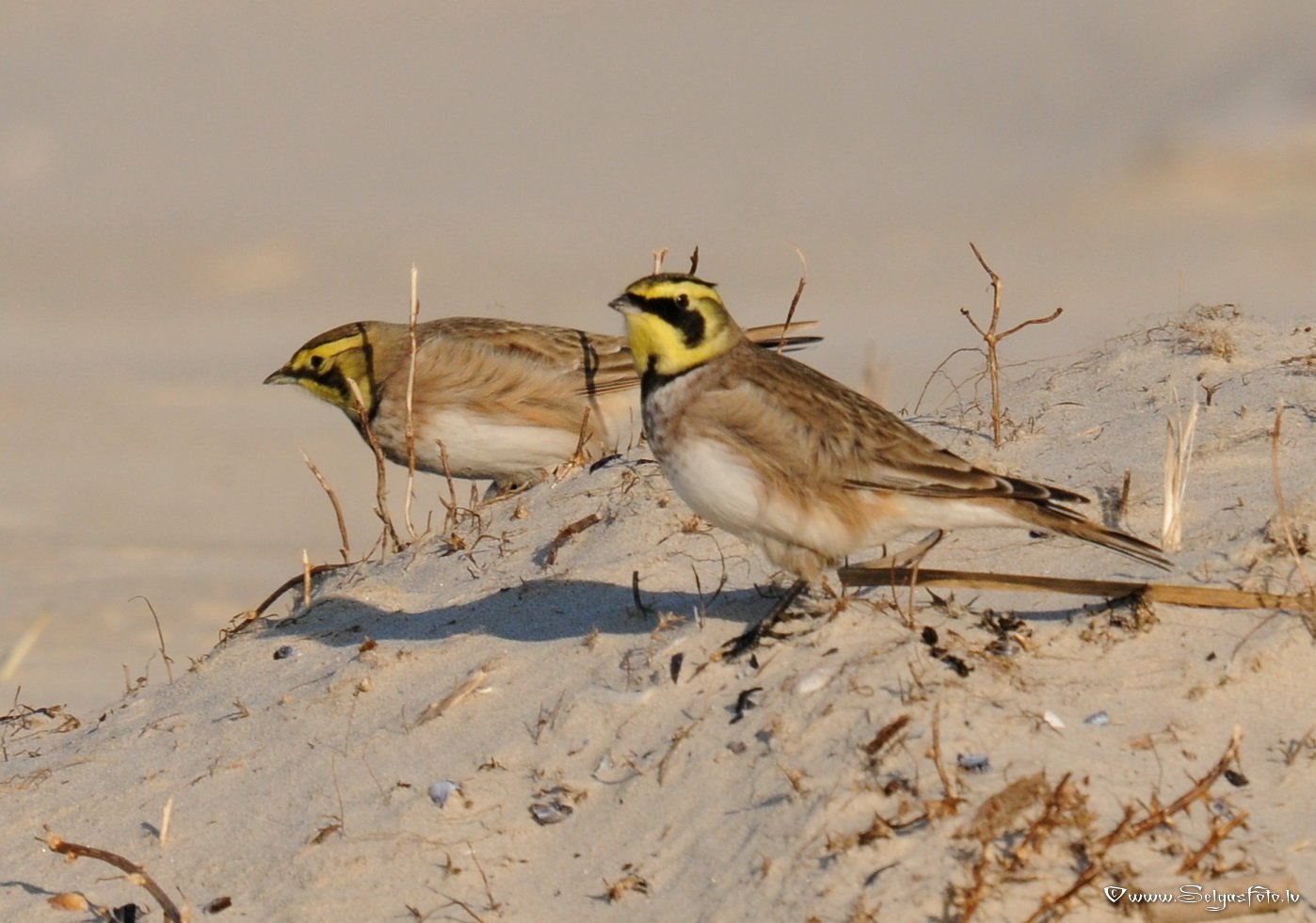 Жаворонок фото птица самец и самка