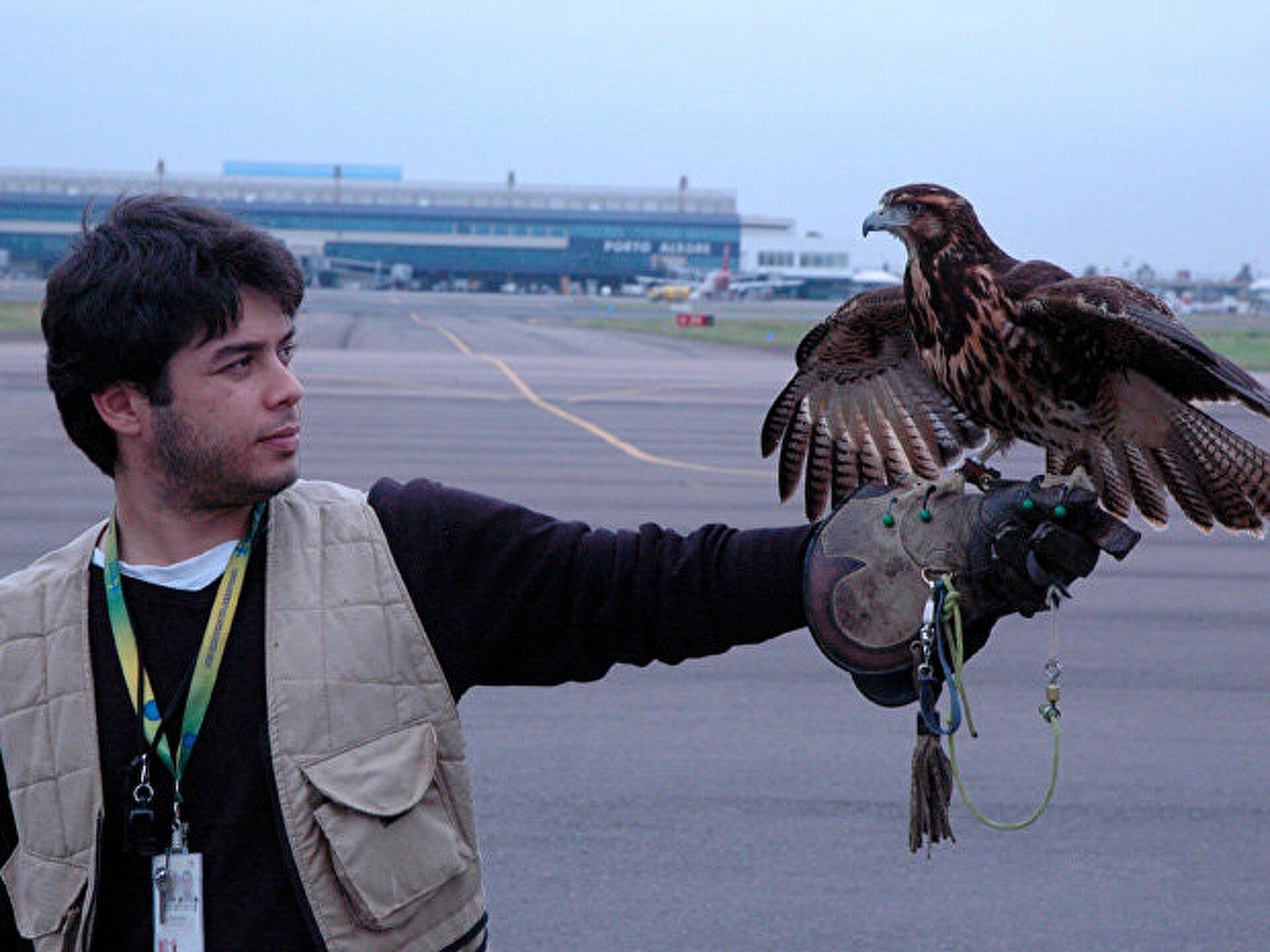 Птицы которые помогают человеку. Человек Сокол. Аэропорт Сокол. Птицы на аэродроме. Птицы в аэропорту.