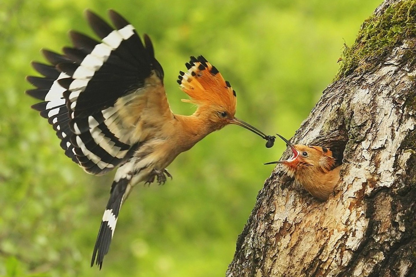 Мадагаскарский Удод. Удод самка. Удод птица самка. Гнездо удода. Птица дудок