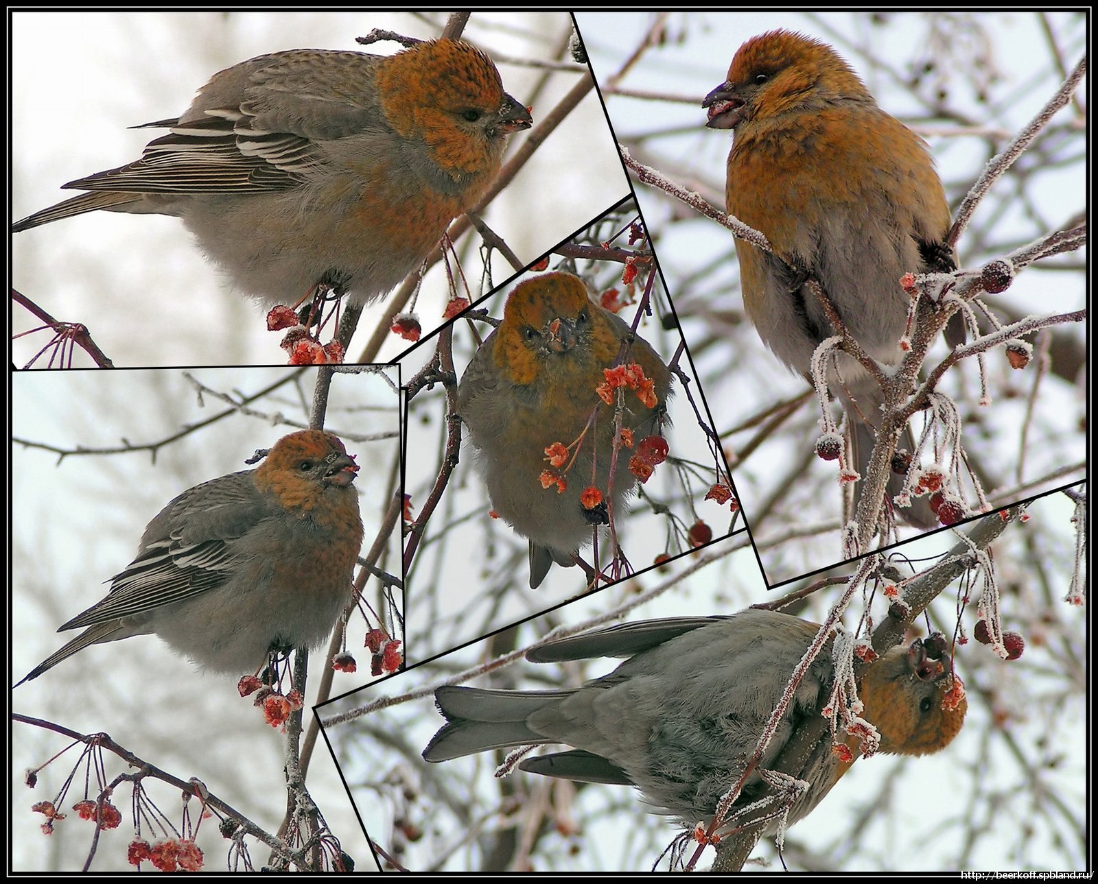 Зимние стайные птицы