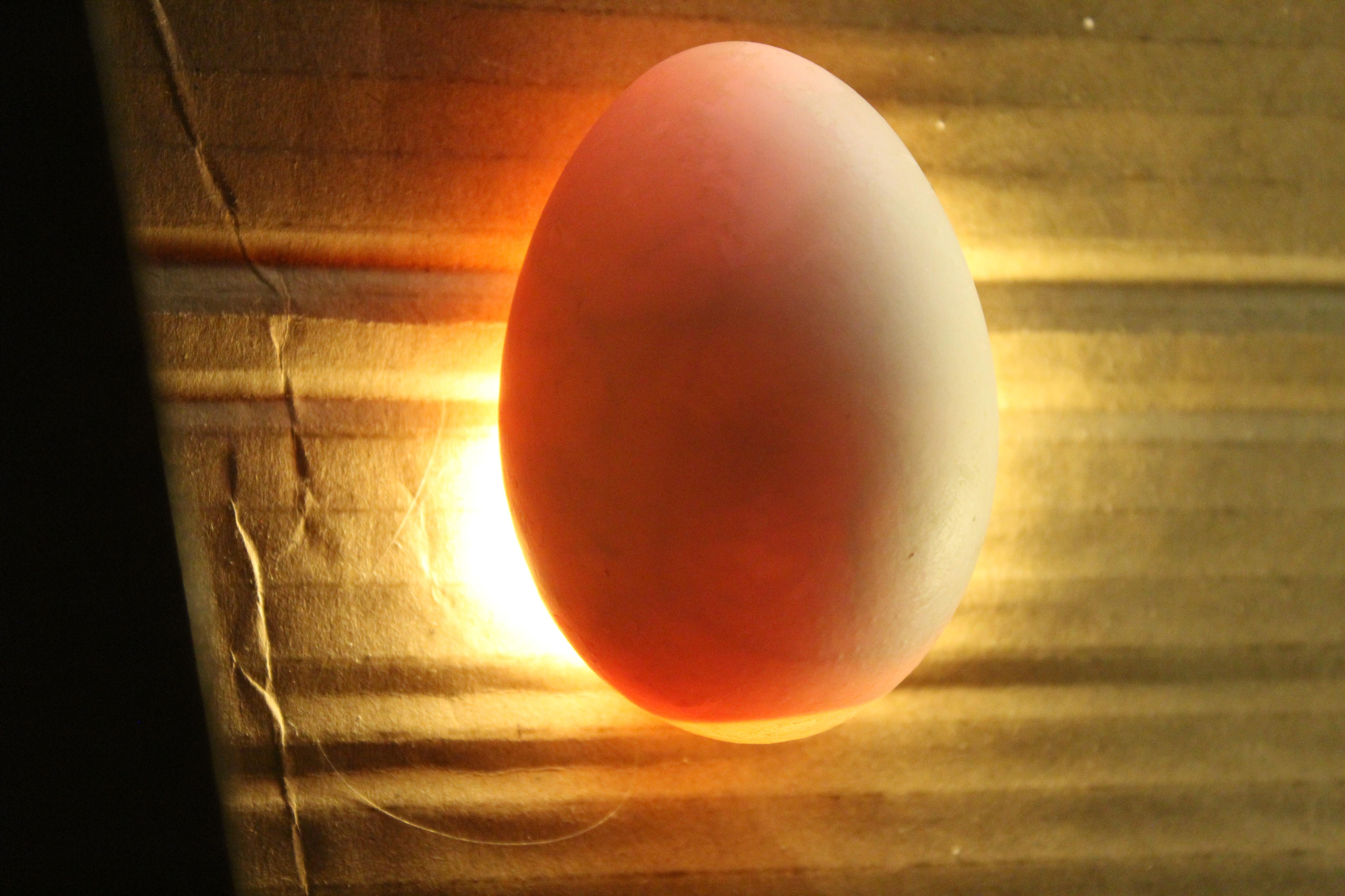 Овоскопирование яиц. Овоскопирование утиных яиц. Овоскопирование индюшиных яиц. Неоплодотворенные яйца.